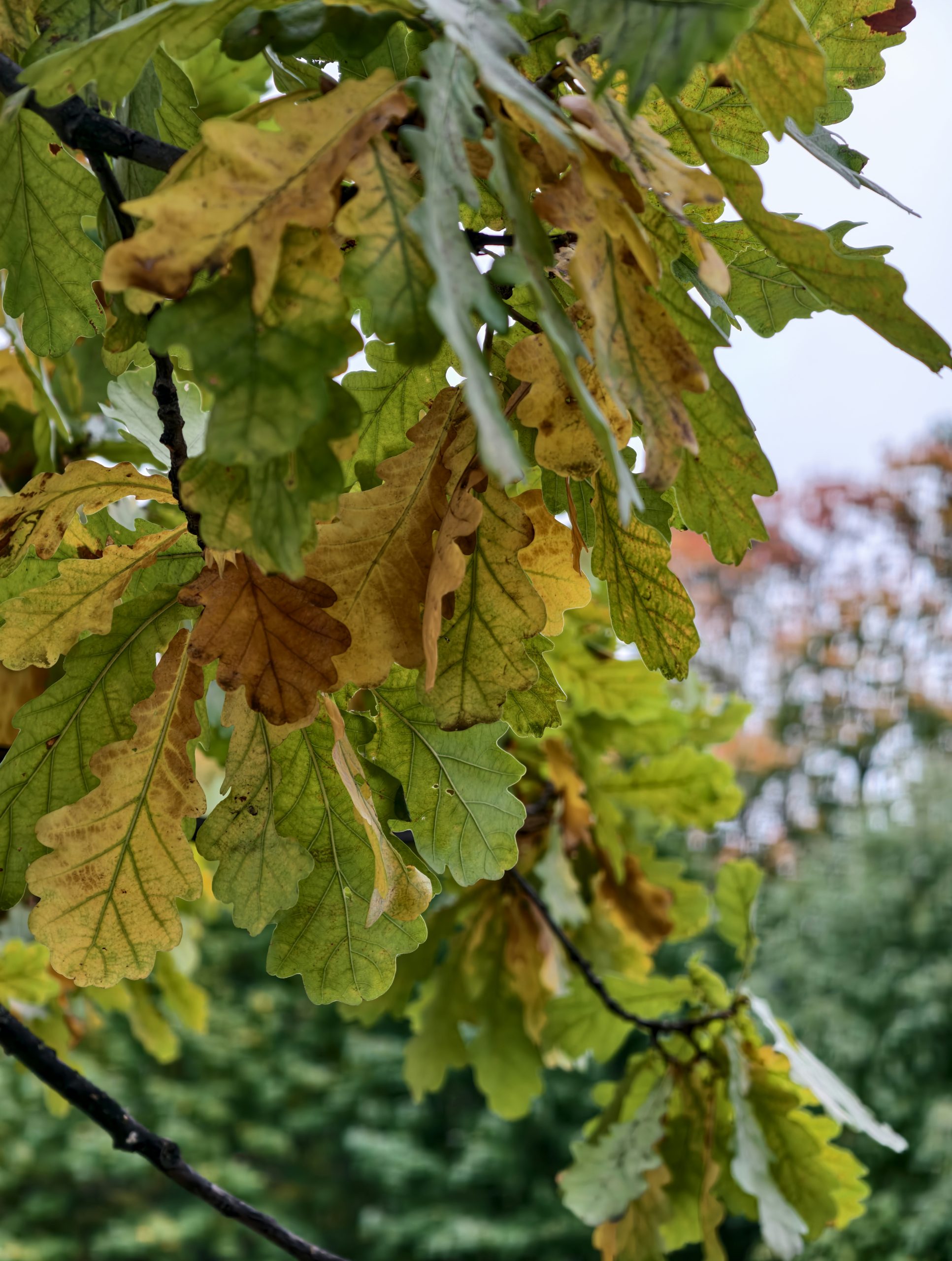 Dawnlit Green And Yellow