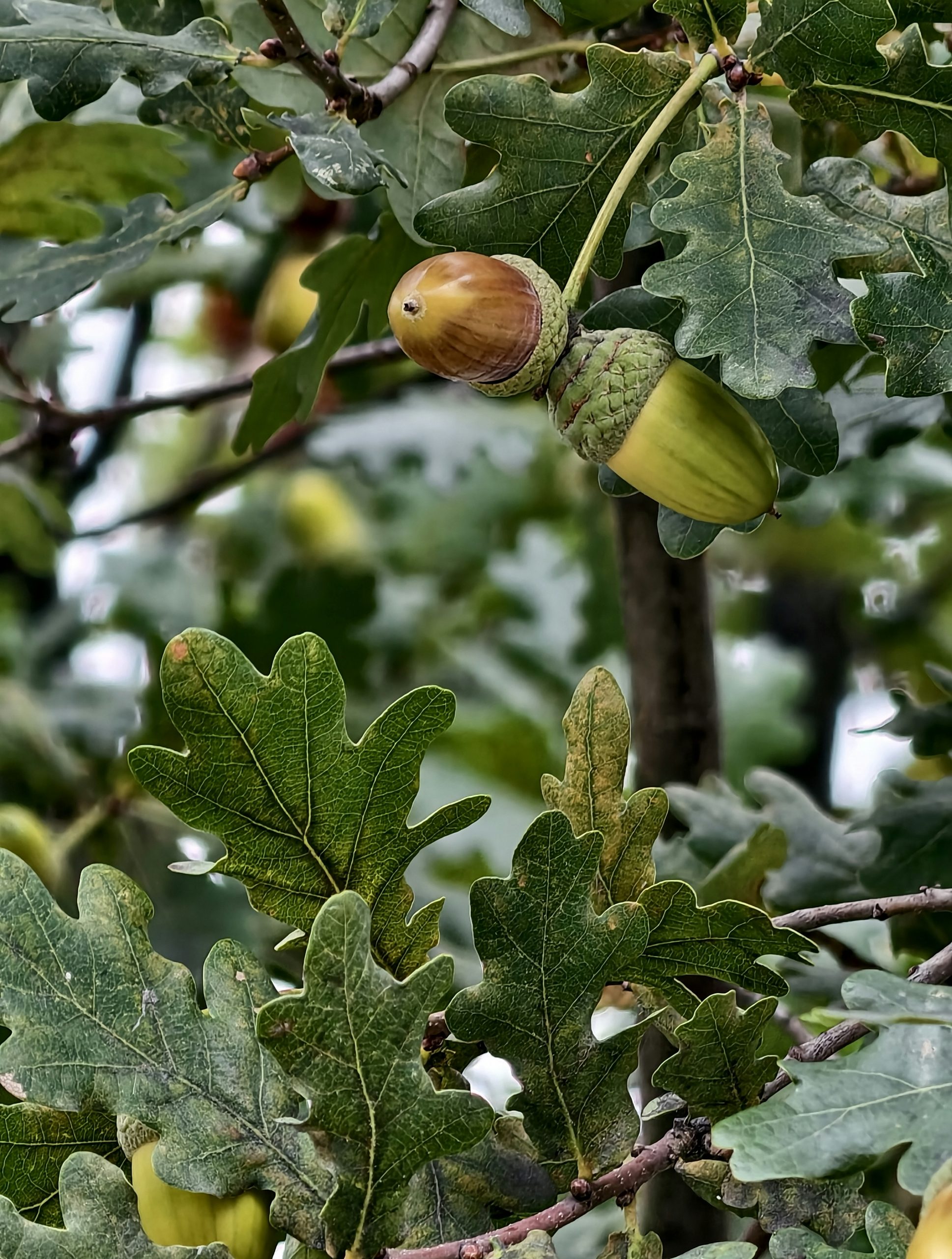 Dawnlit Two Acorns Hanging