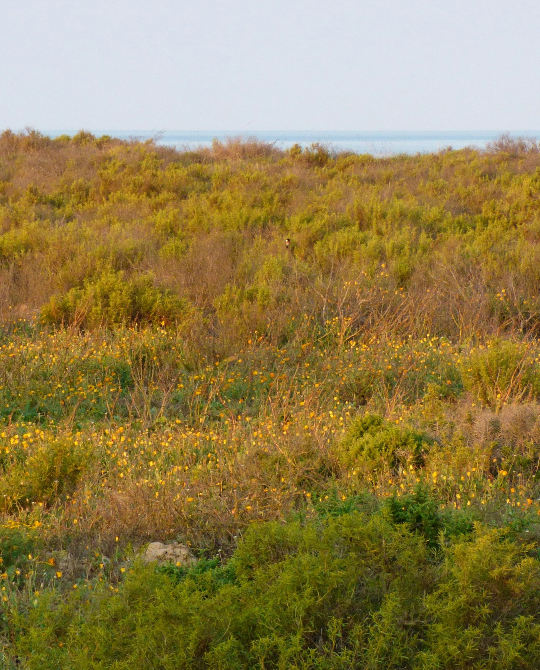 Dawnlit Yellow Wildflowers Blooming