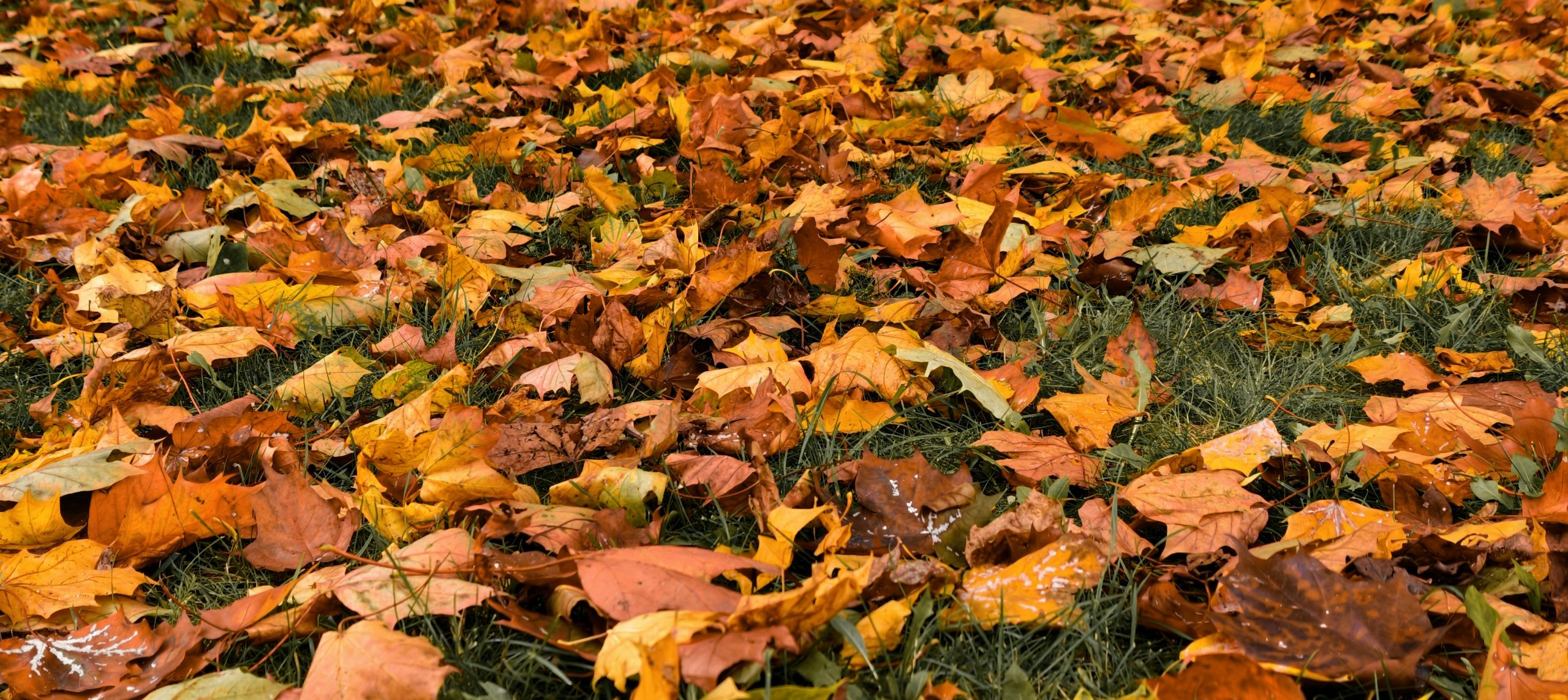 Delicate Carpet Of Fallen