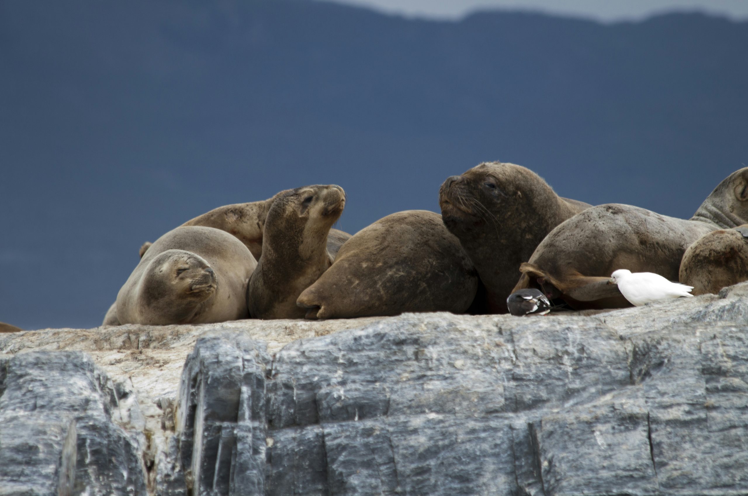 Delicate Group Of Sea