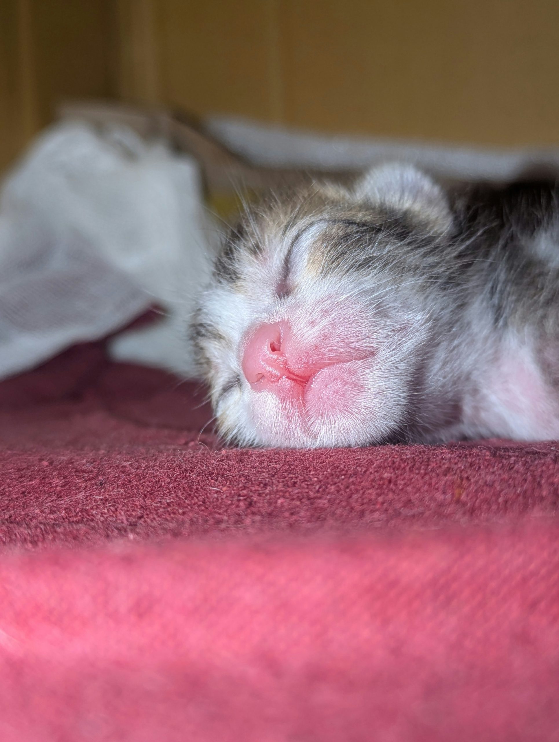 Delicate Newborn Kitten