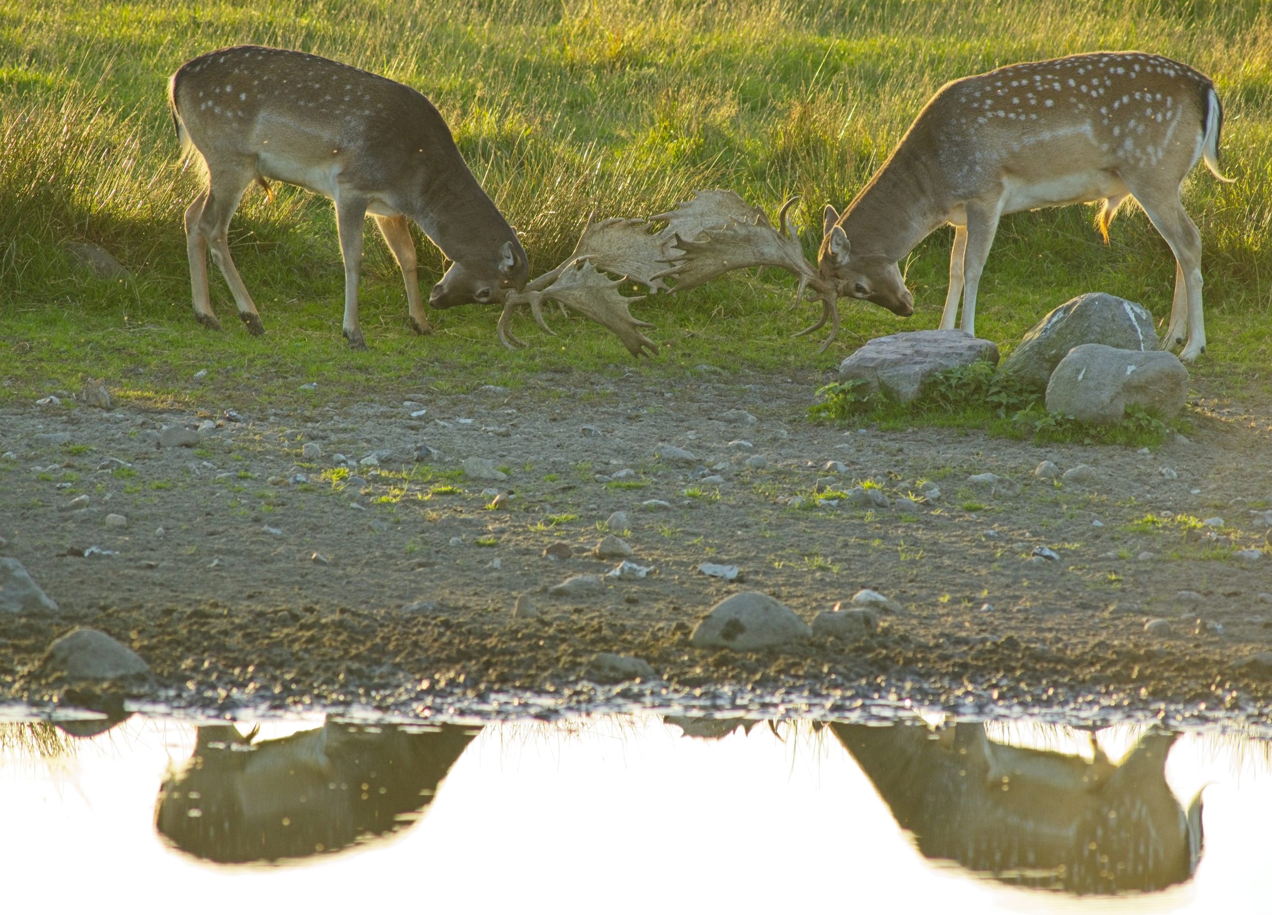 Delicate Two Fallow Deer Locking