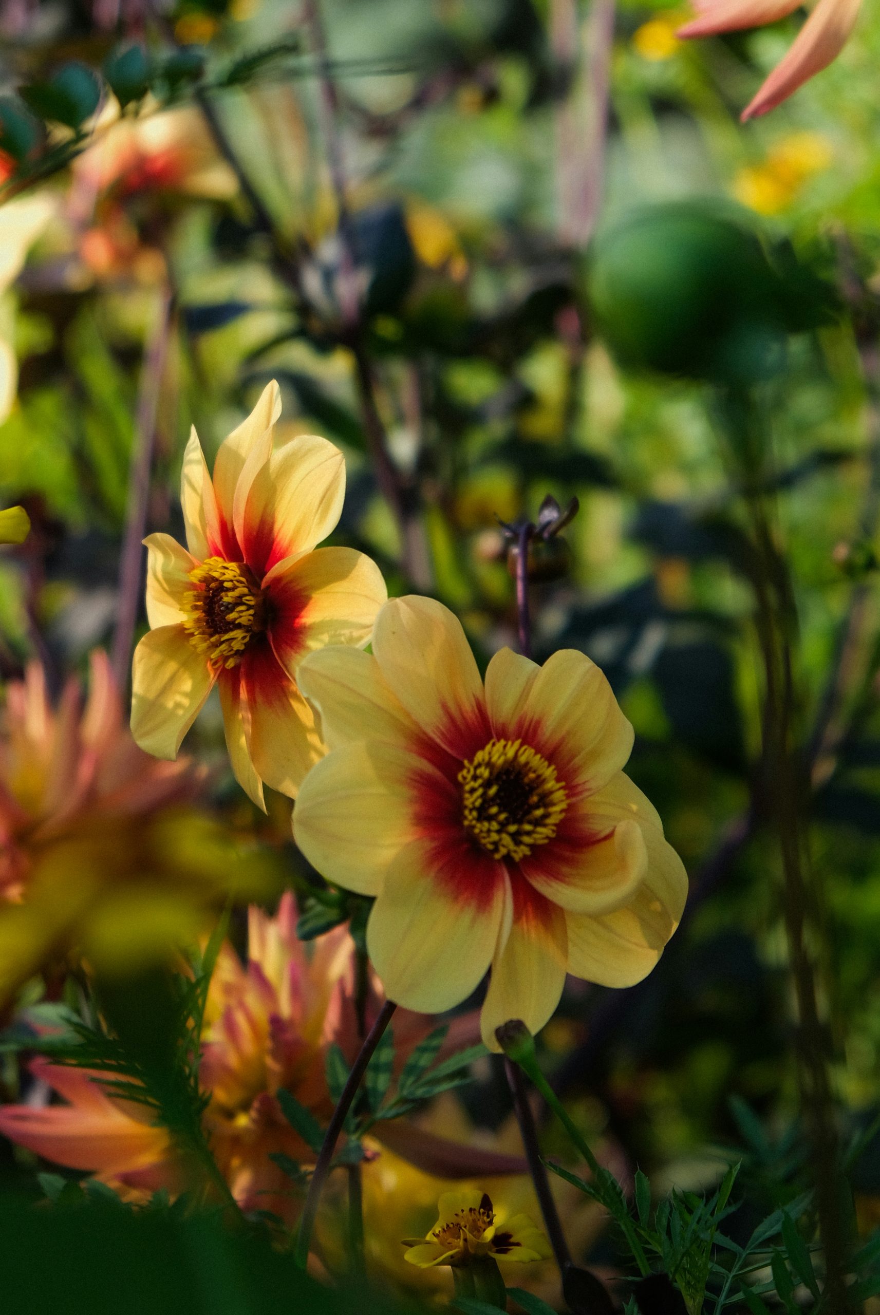 Delicate Two Yellow