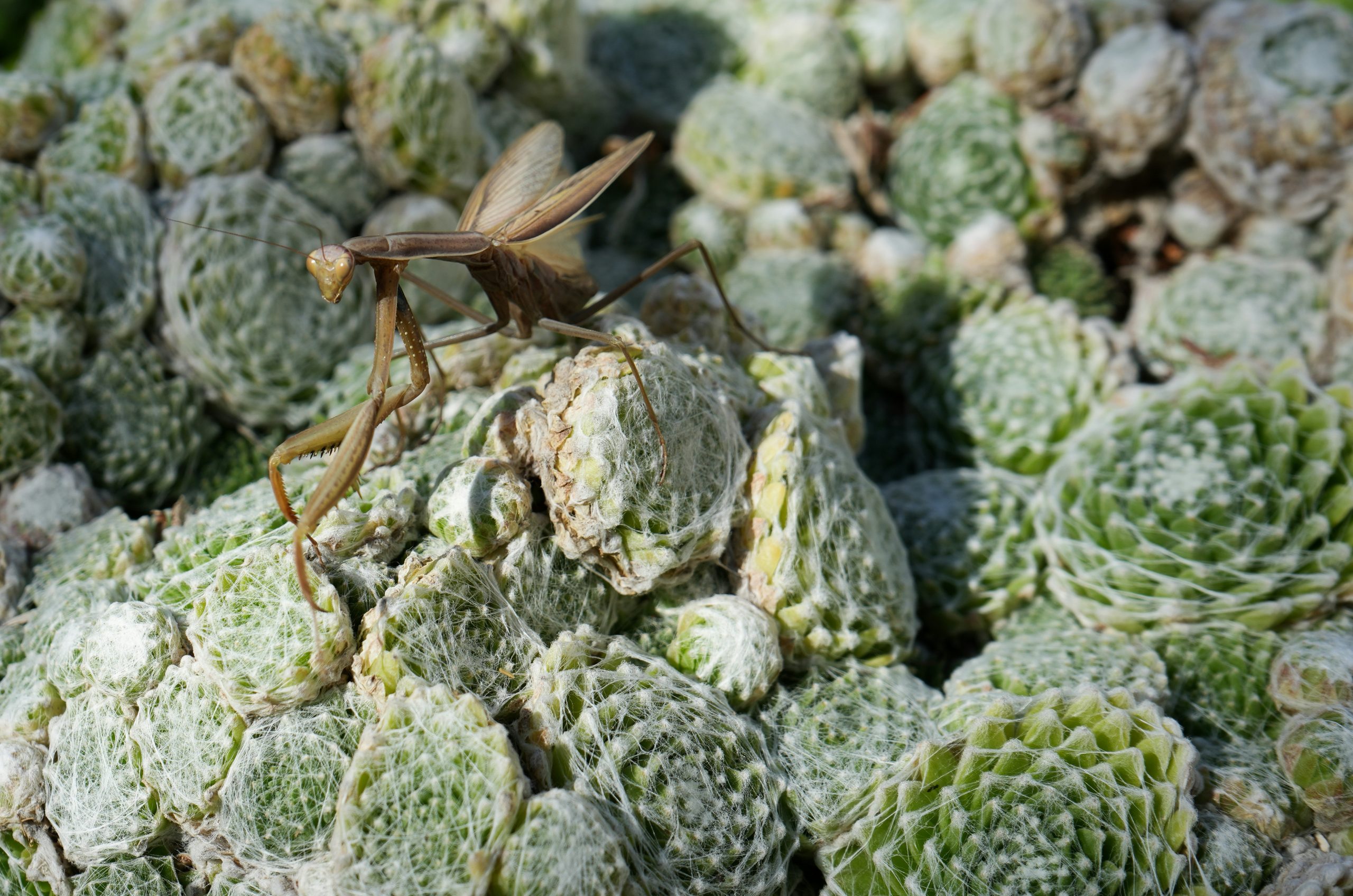 Dreamy Brown Praying Mantis Perched