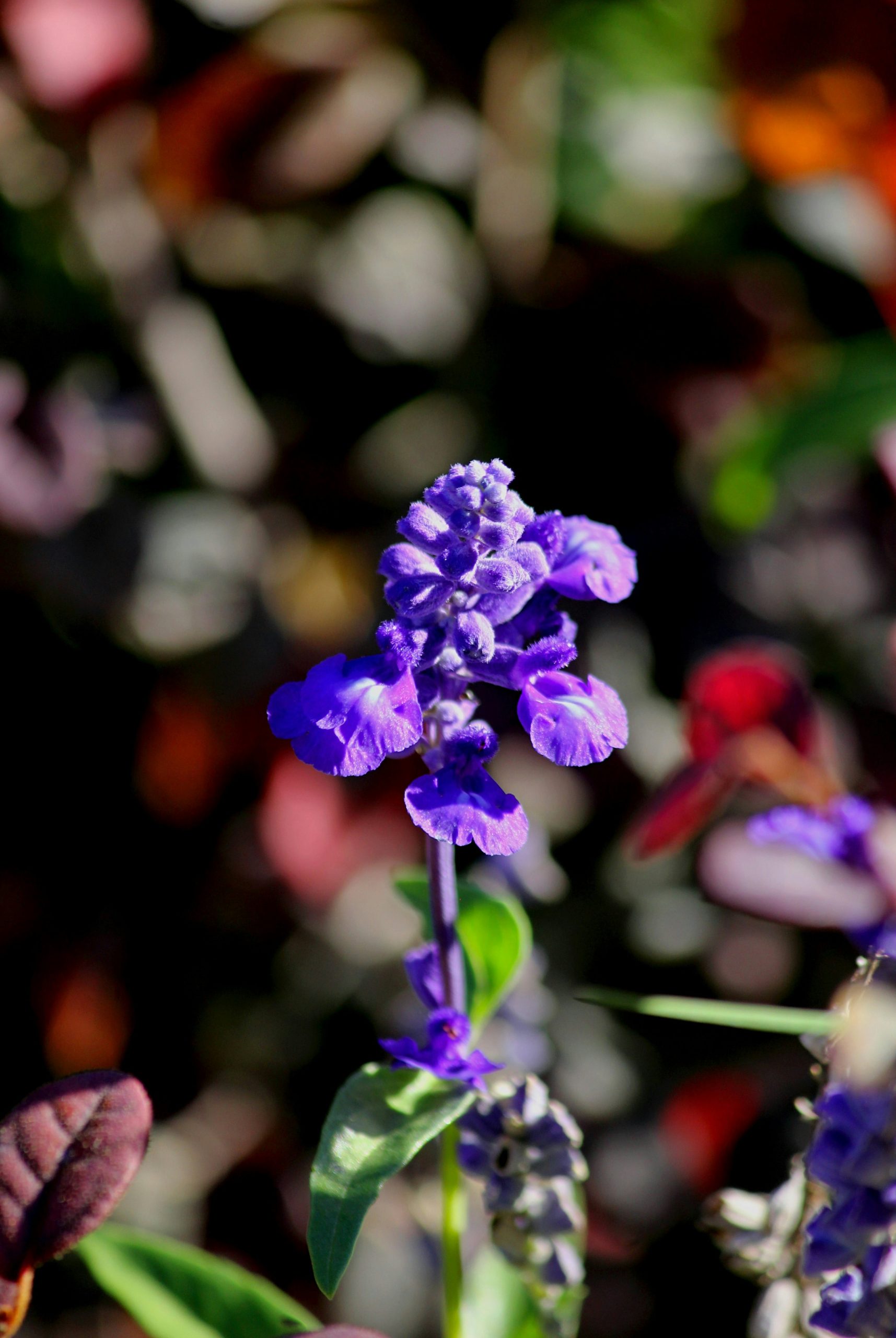 Dreamy Vibrant Purple Salvia Flower