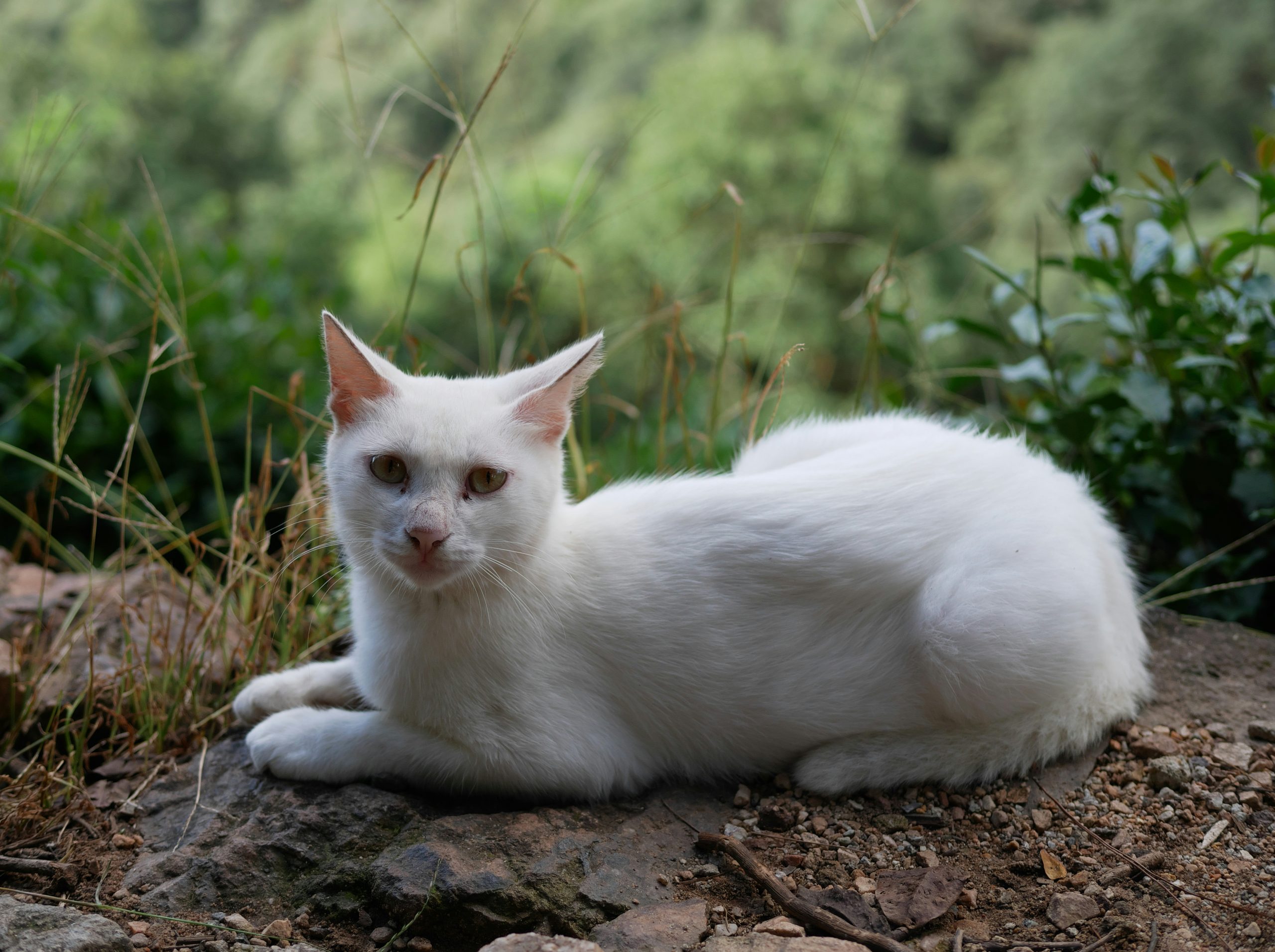 Emerald White Cat Resting