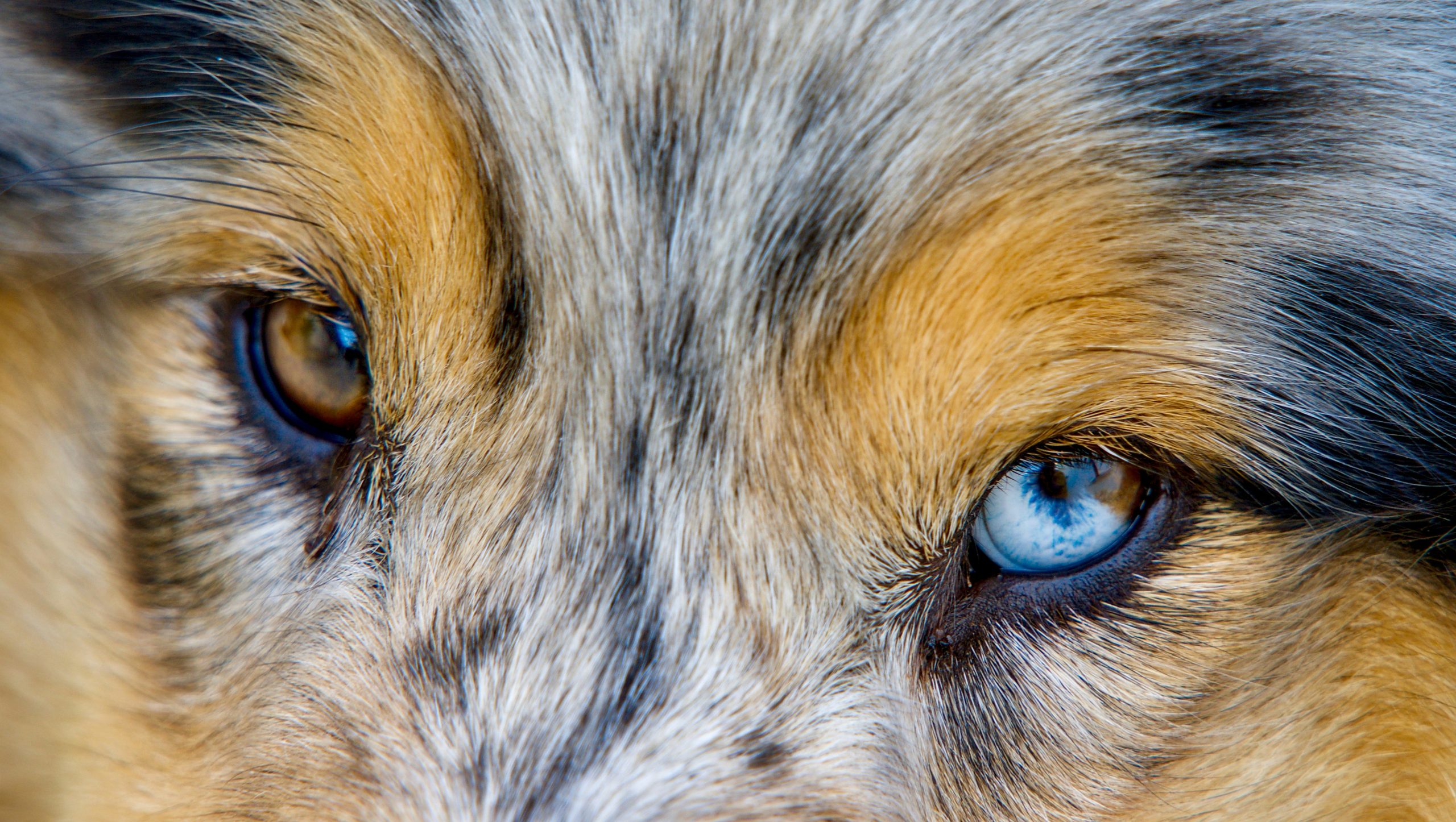 Enchanted Close-Up Of A