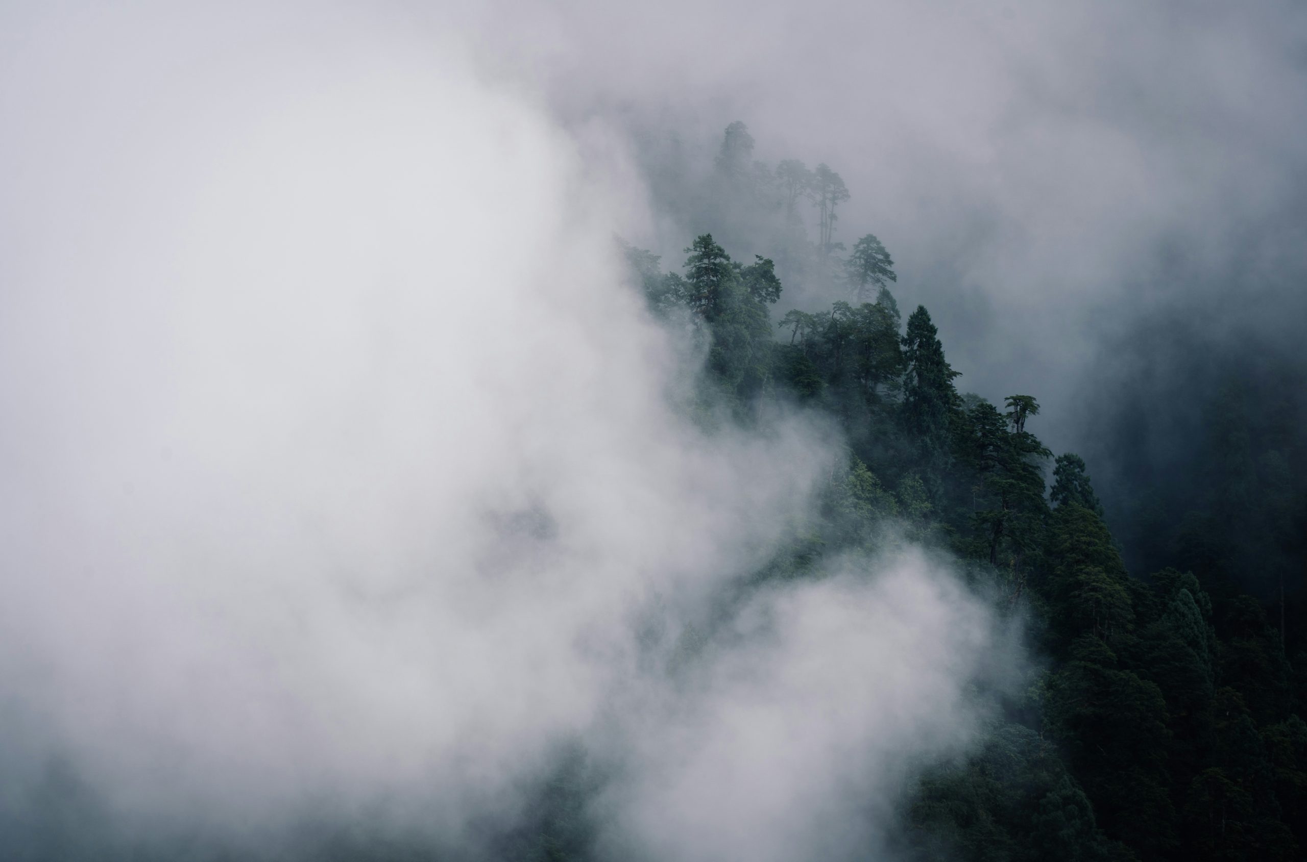 Enchanted Dense Evergreen Trees Emerging