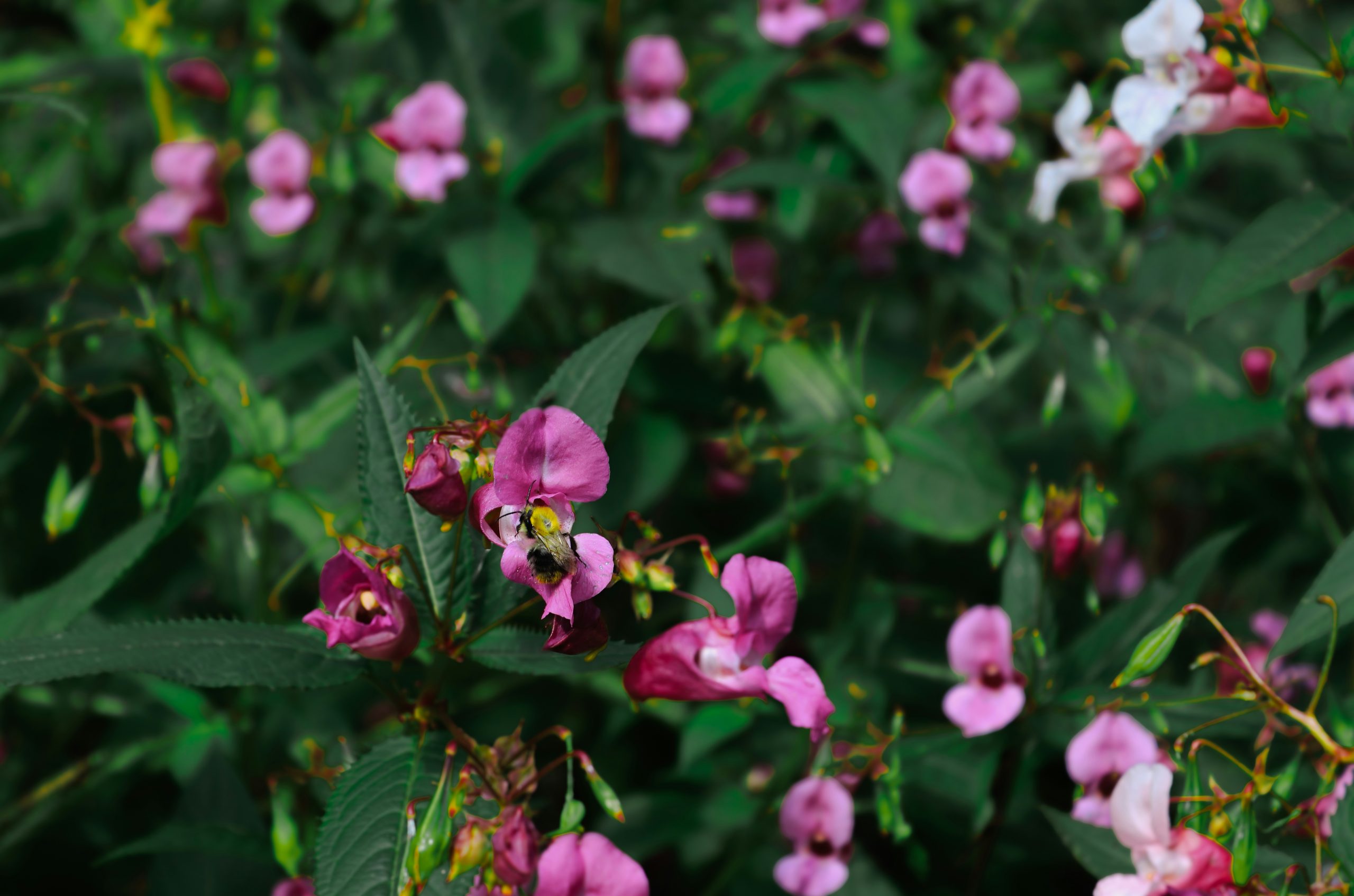 Ethereal Bumblebee Collecting Nectar