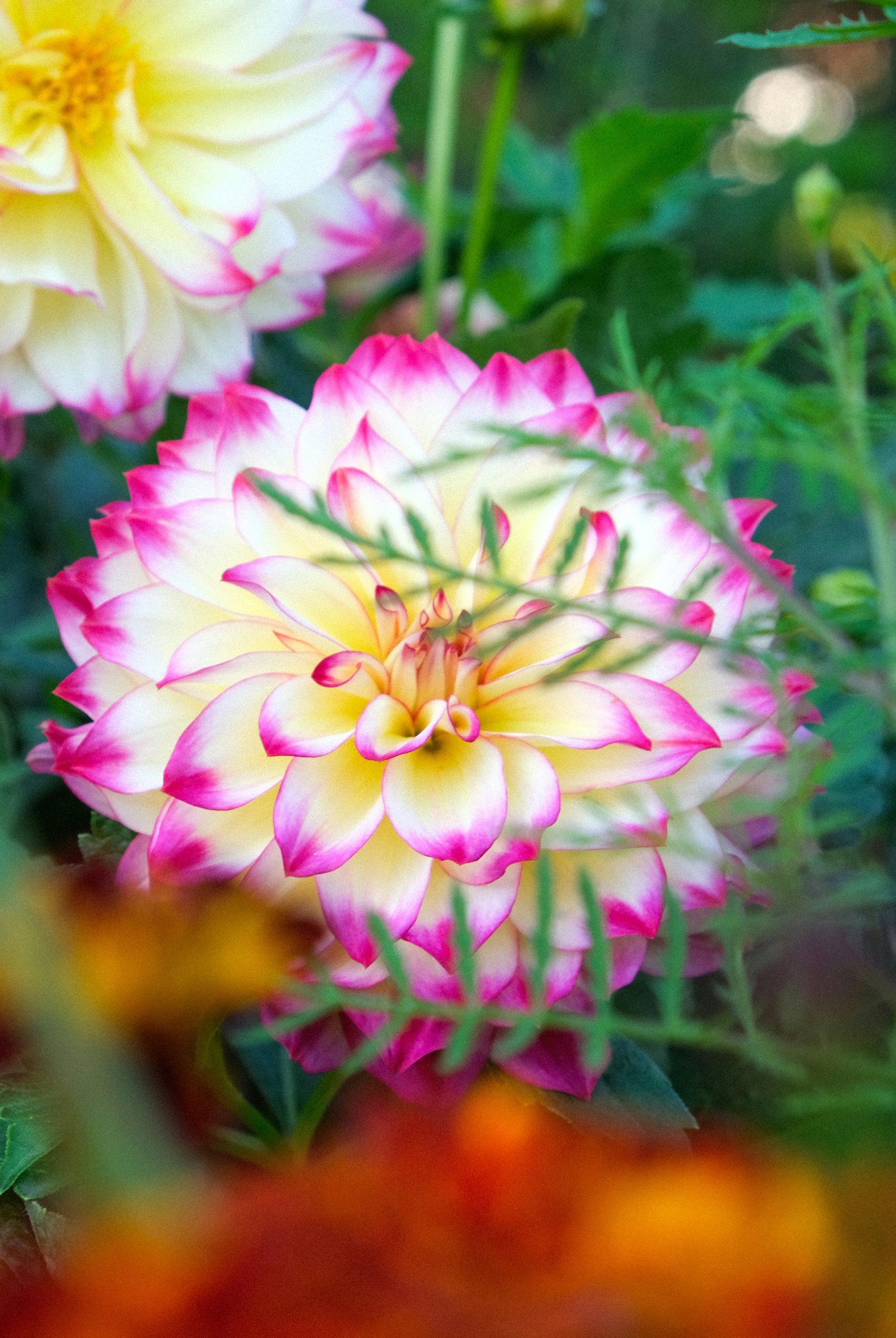 Ethereal Dahlia Flower