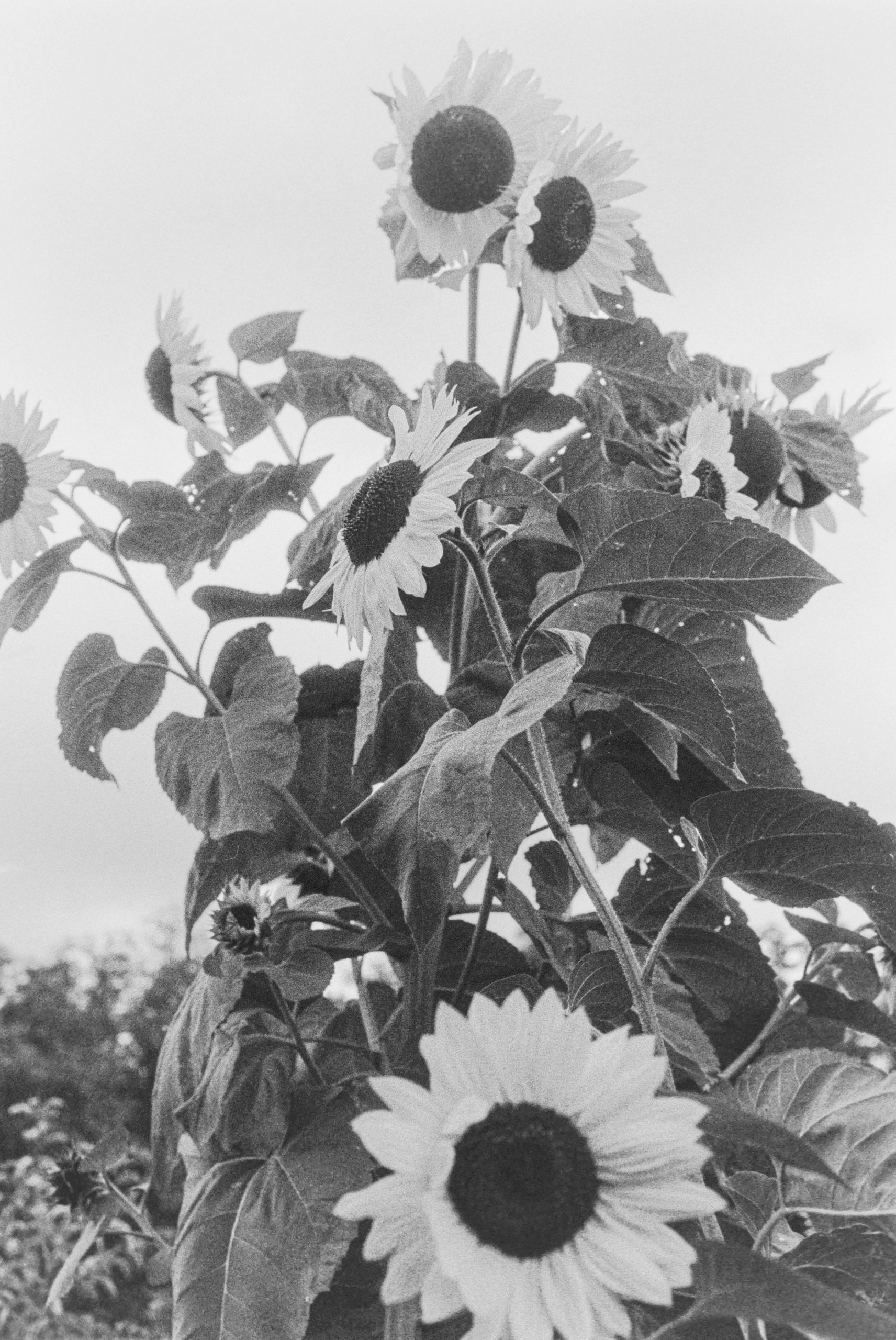 Frosty Cluster Of Sunflowers