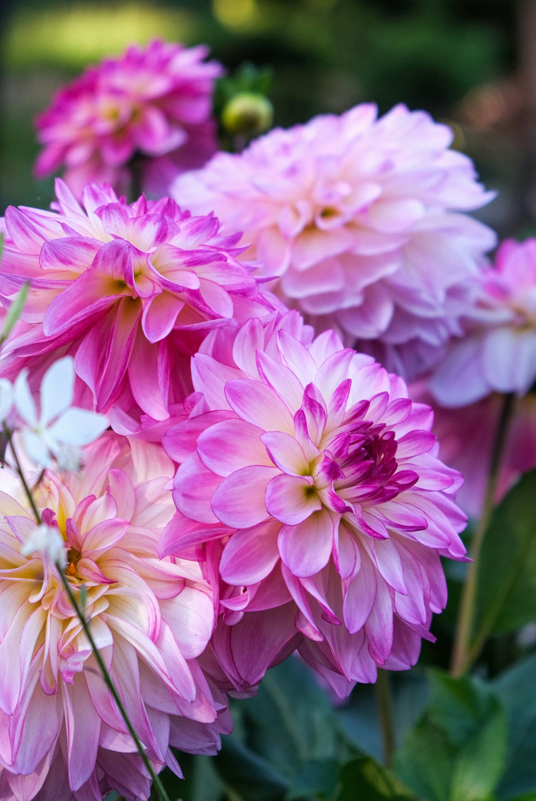 Frosty Cluster Of Vibrant