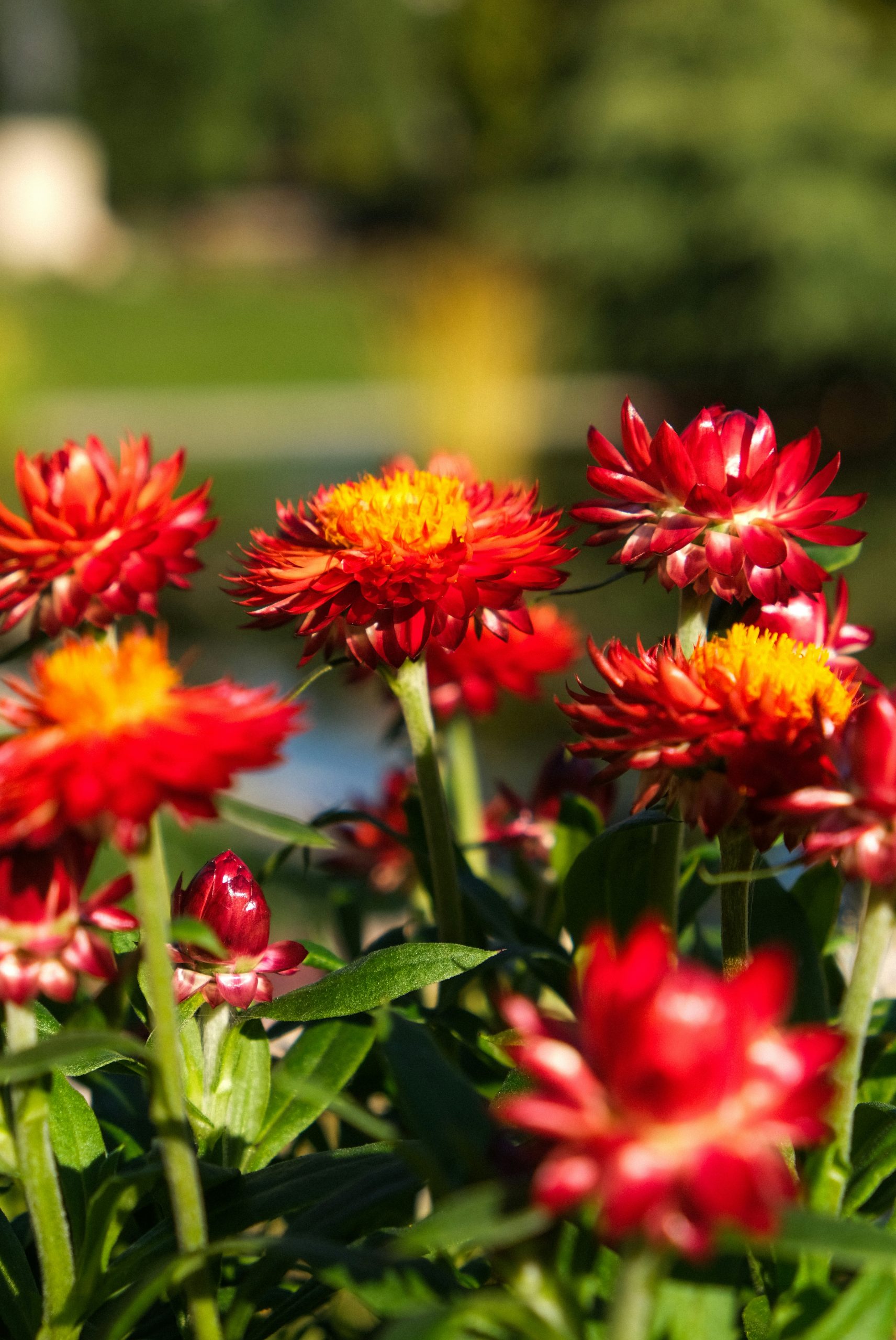 Frosty Vibrant Red Strawflowers
