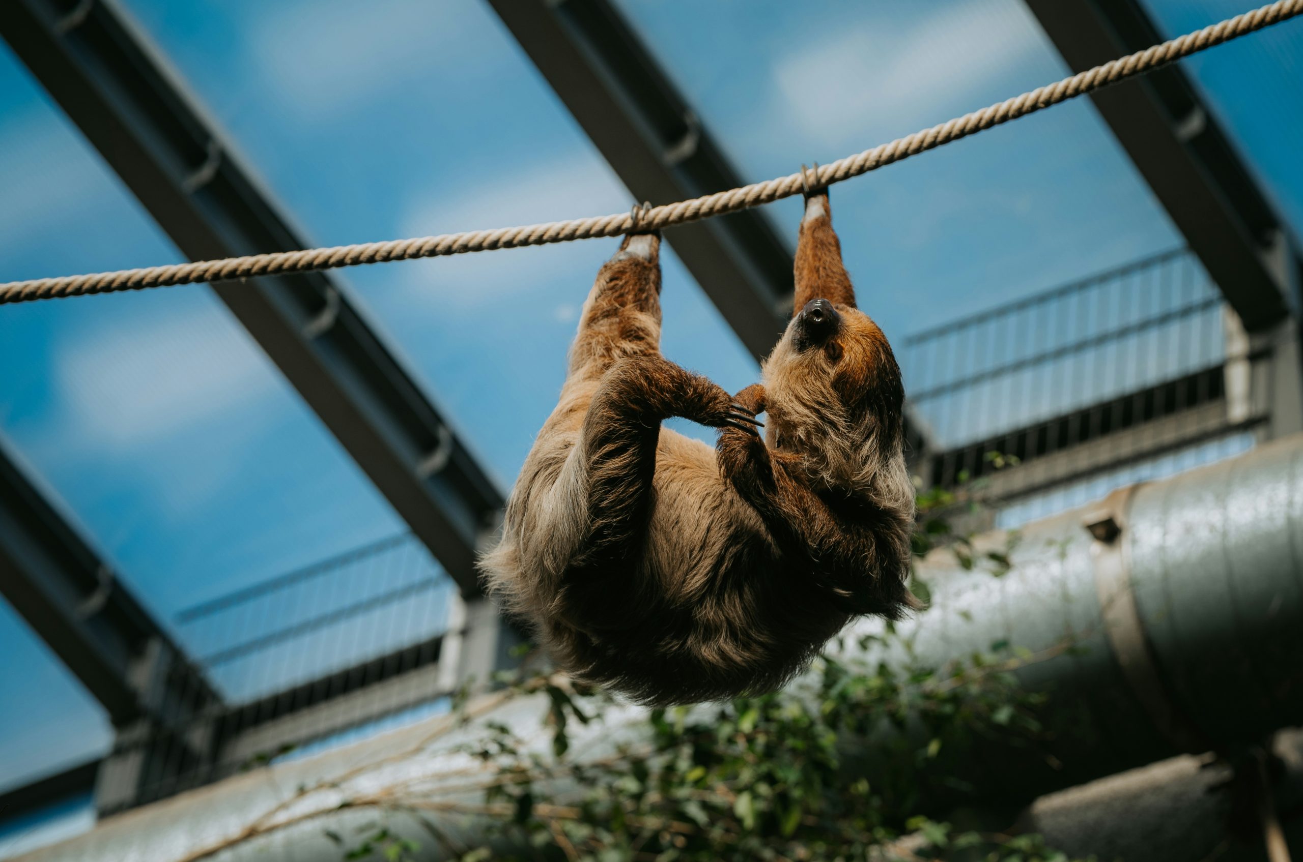 Glowing Brown Sloth Hanging