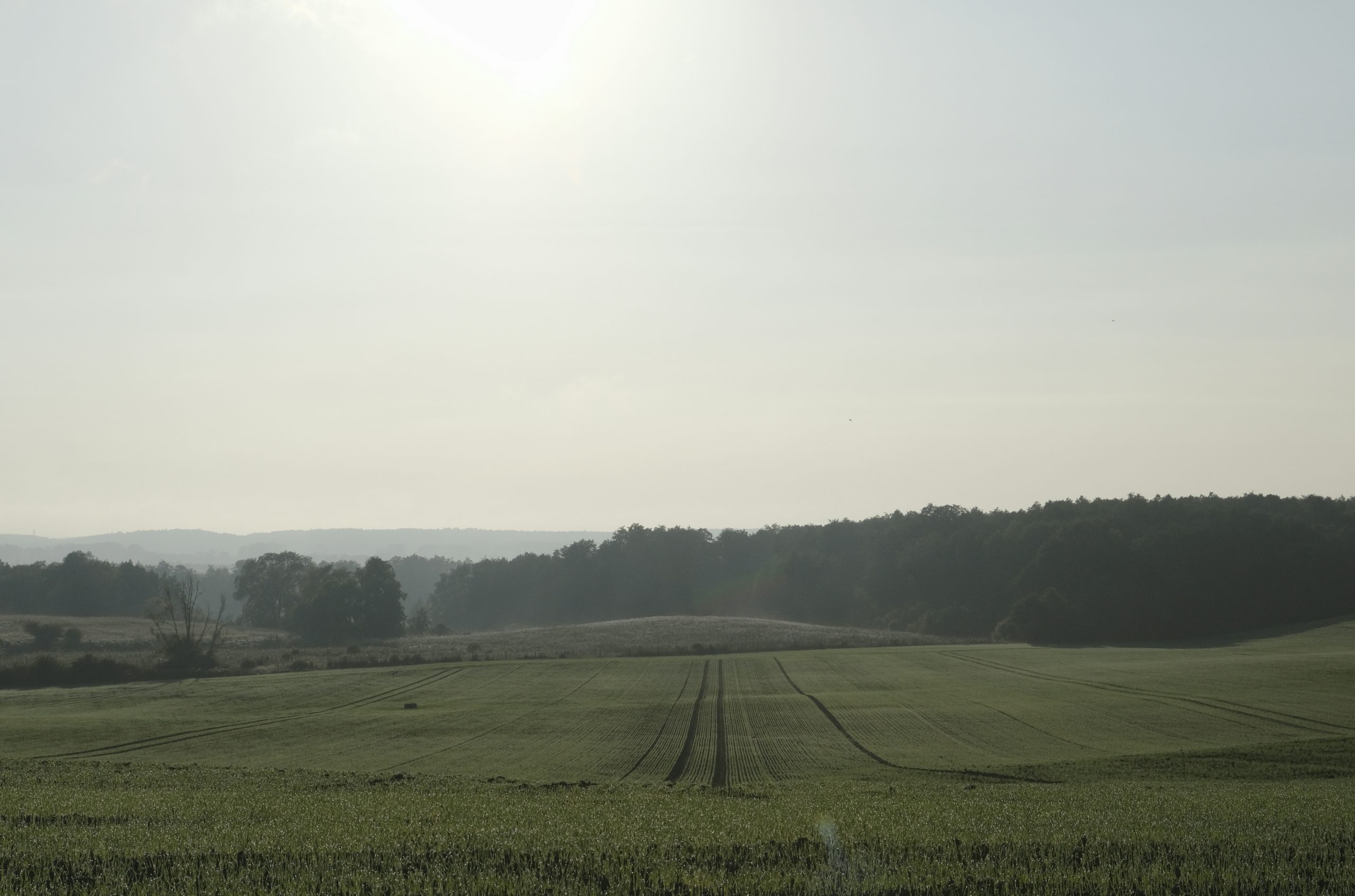 Glowing Green Field