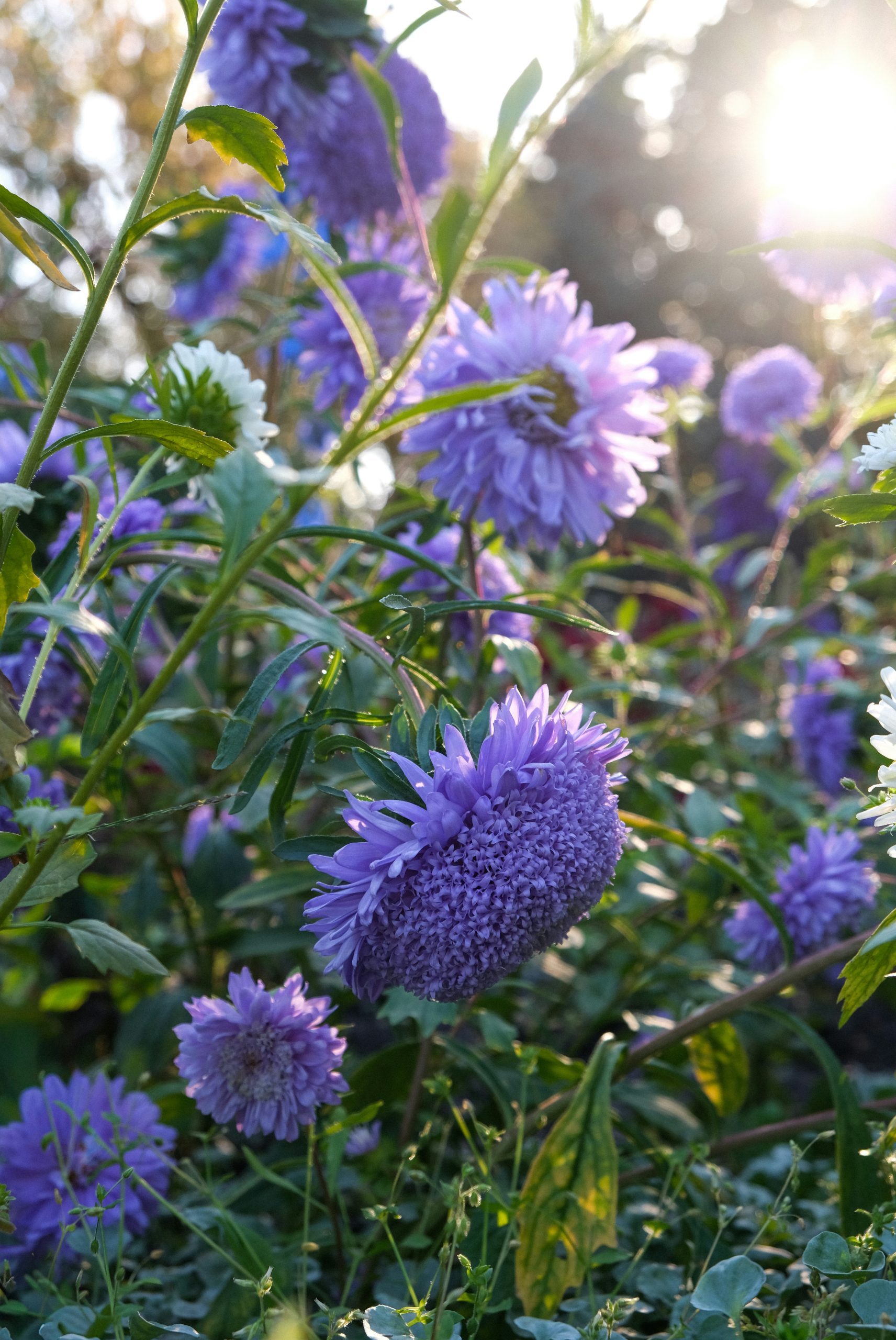 Glowing Purple Aster Flowers Blooming