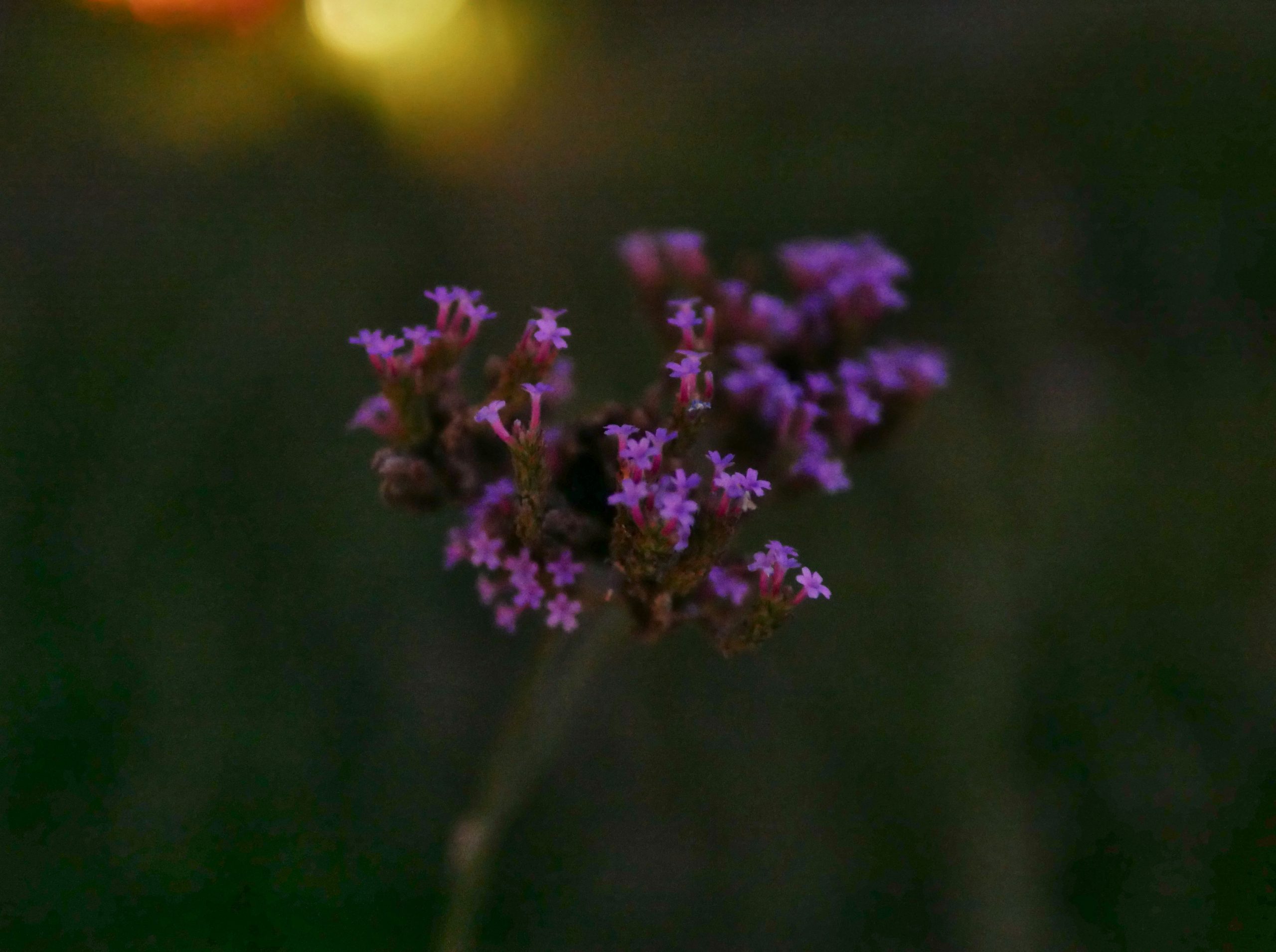 Glowing Small Purple Verbena Flowers