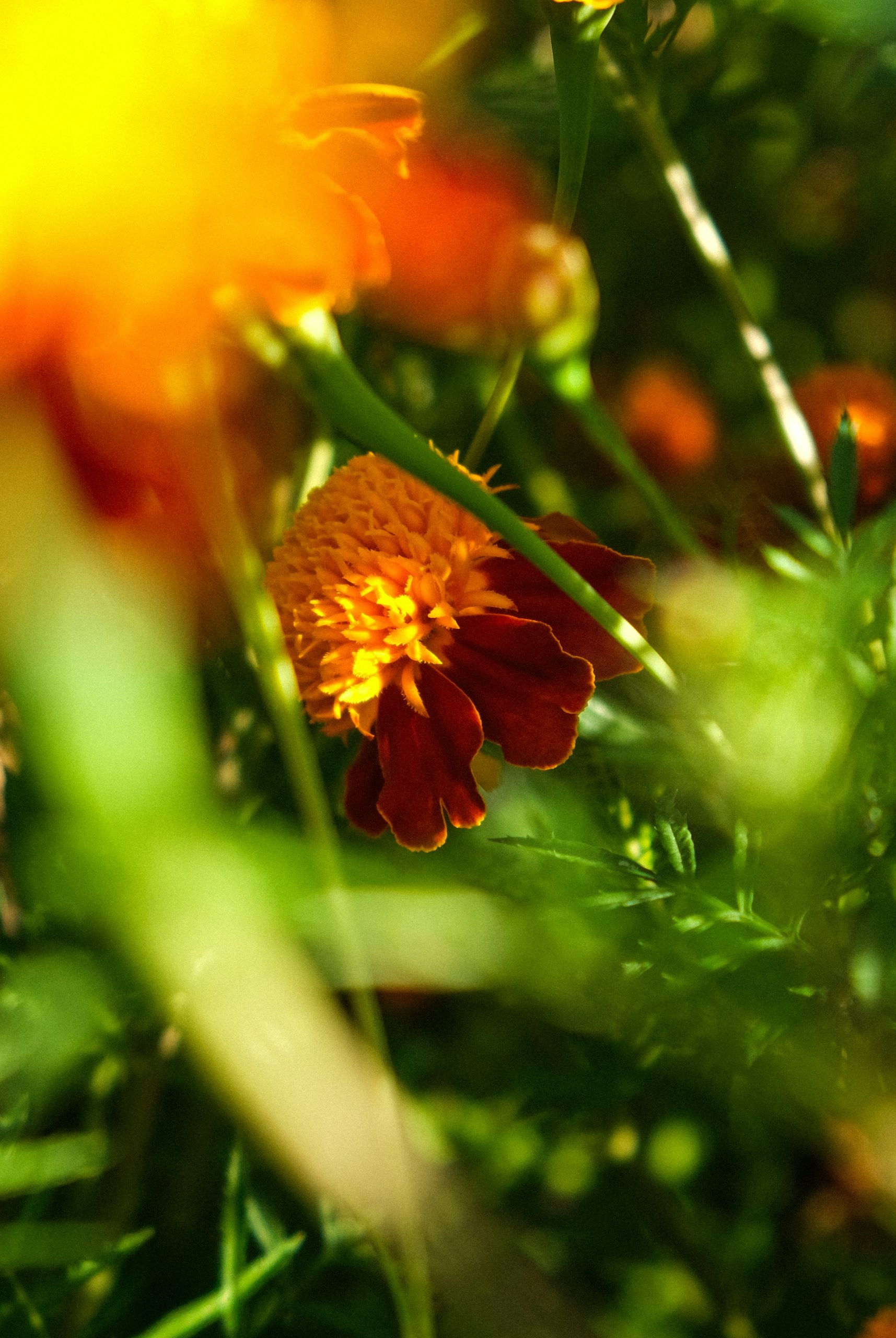 Glowing Vibrant Orange