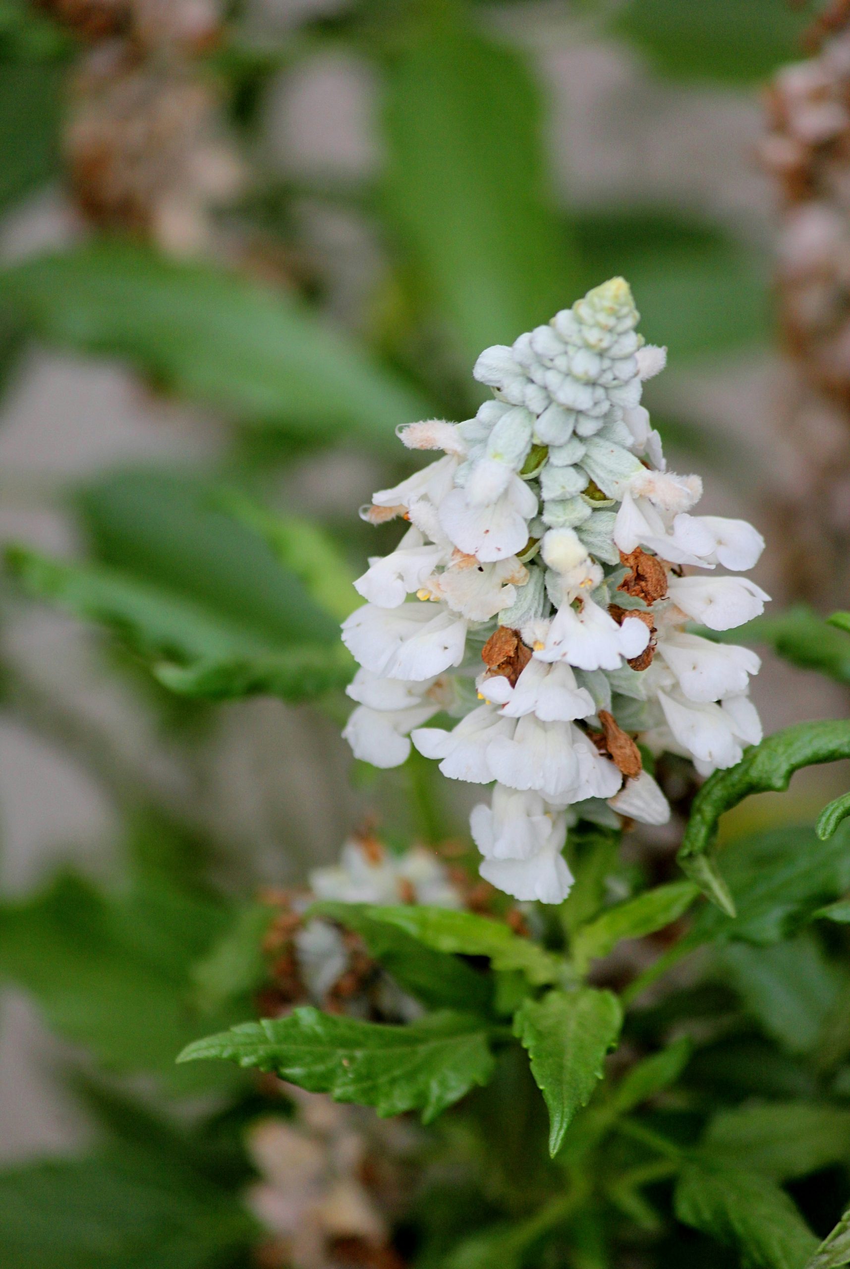 Glowing White Flower Spike