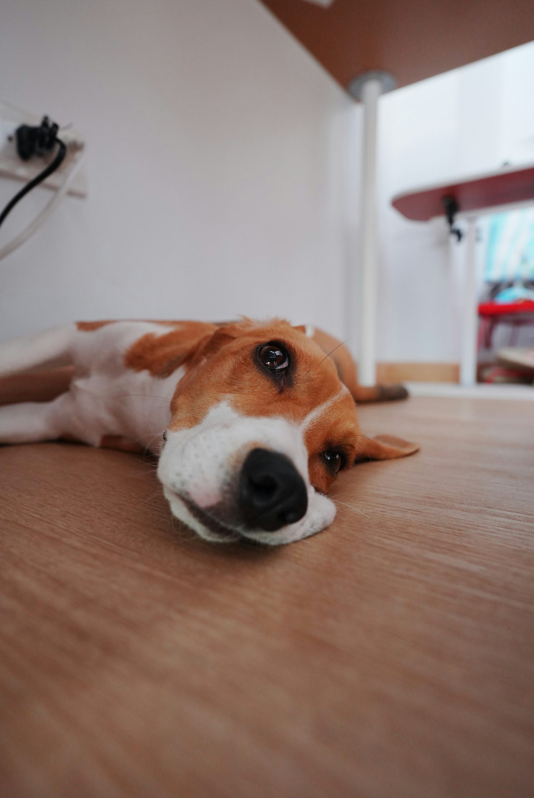 Golden Beagle Lying
