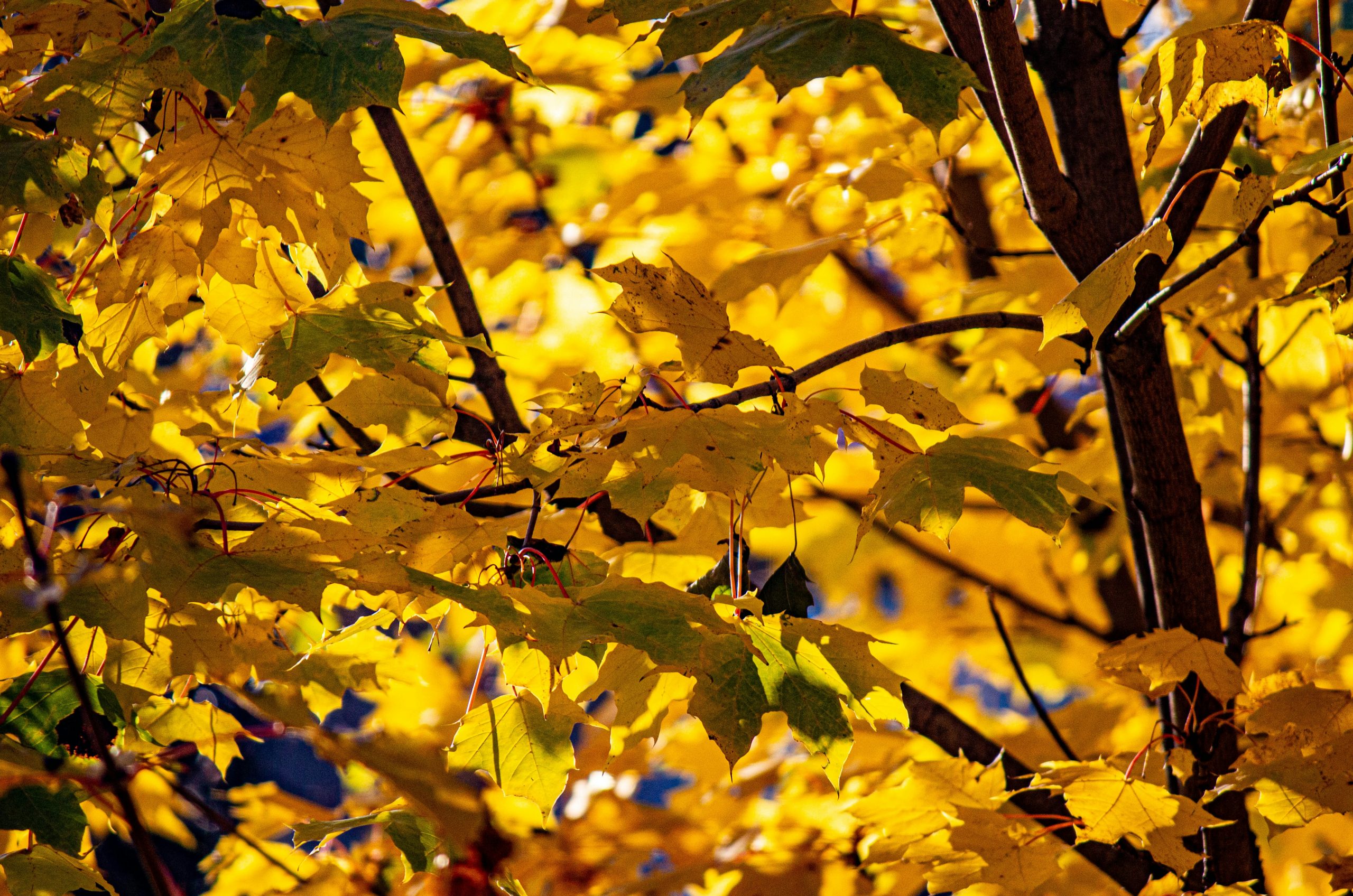 Golden Bright Yellow Maple Leaves