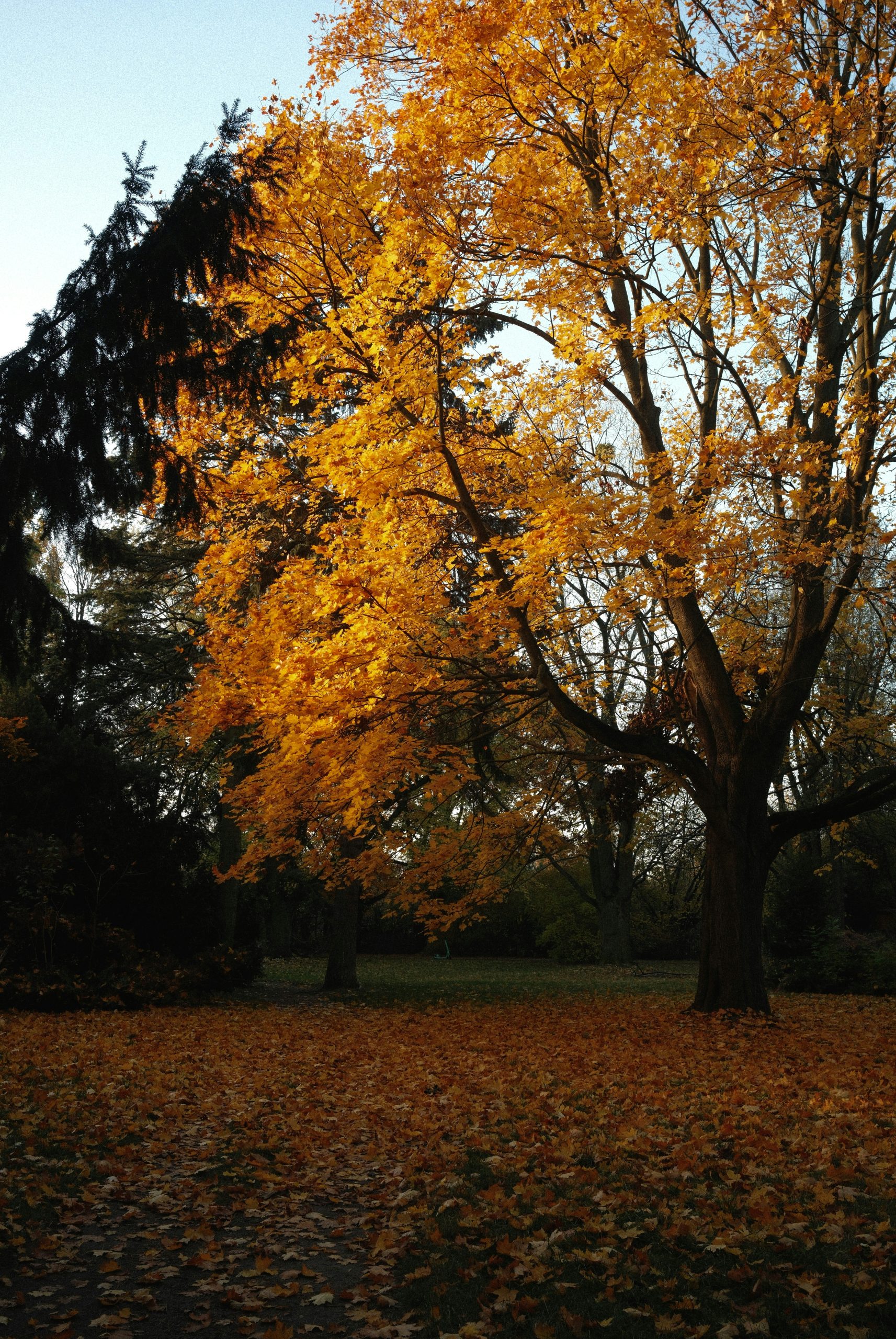 Golden Large Maple Tree