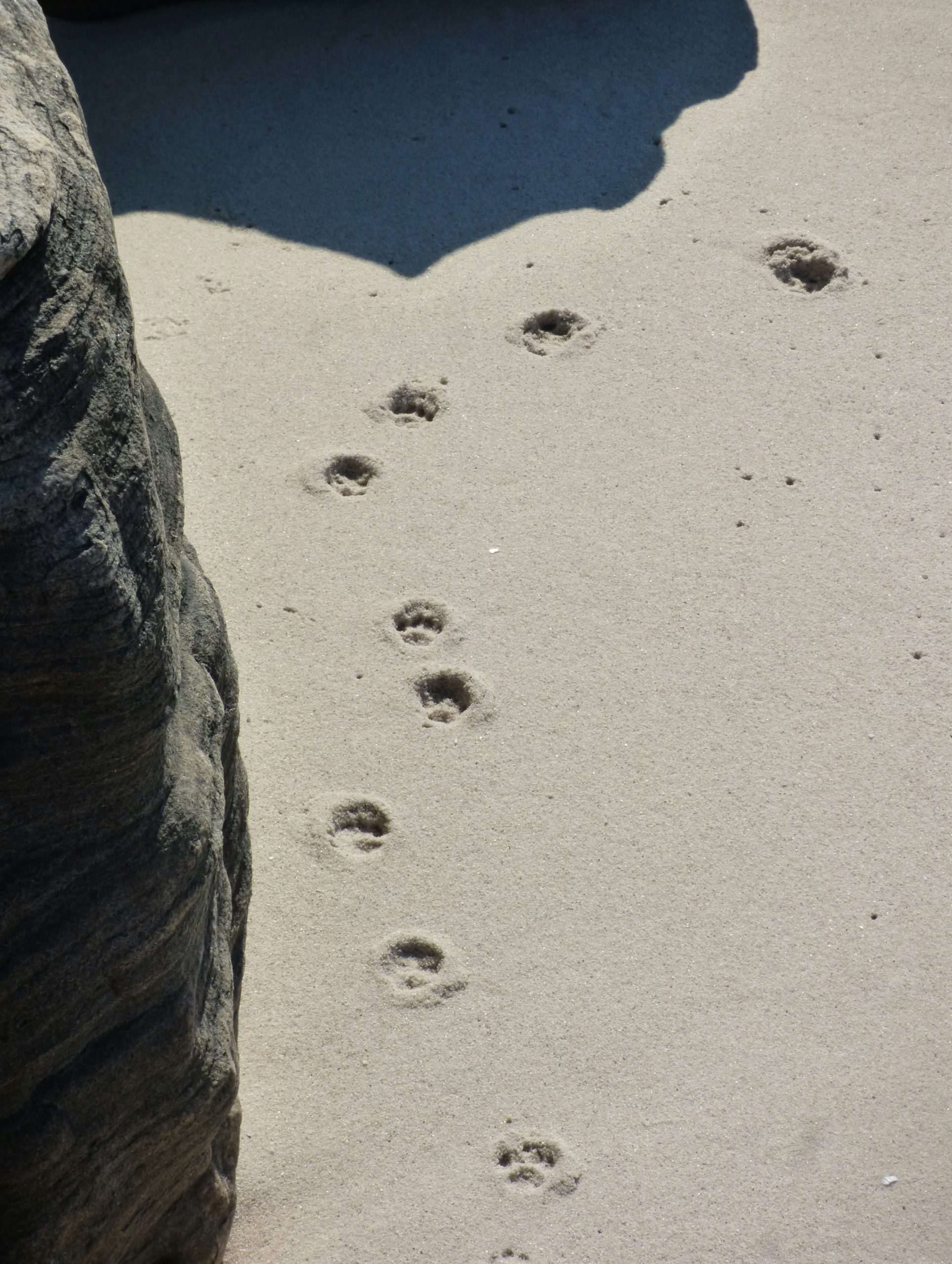 Goldenrod Animal Paw Prints