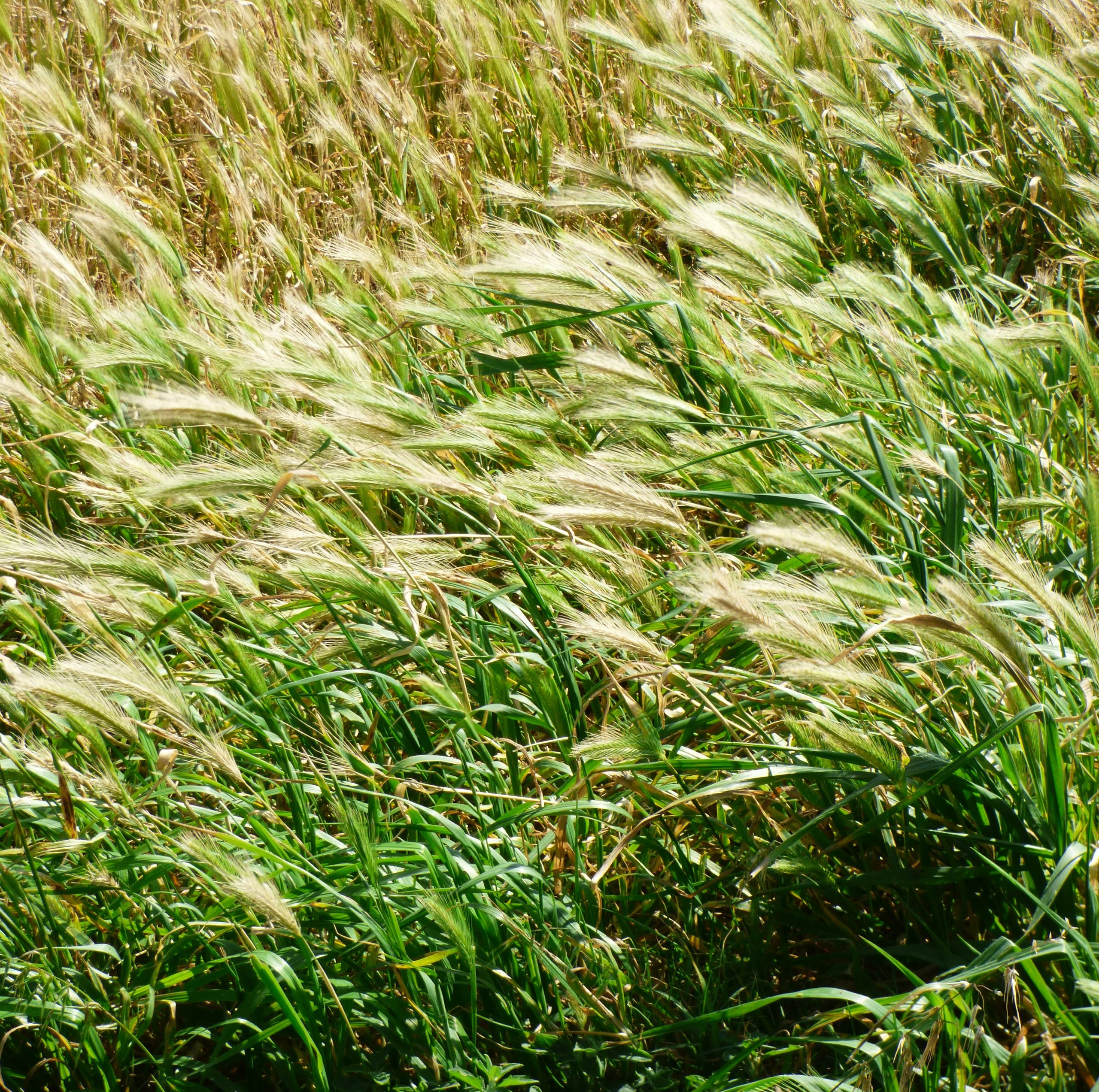 Goldenrod Green And Golden