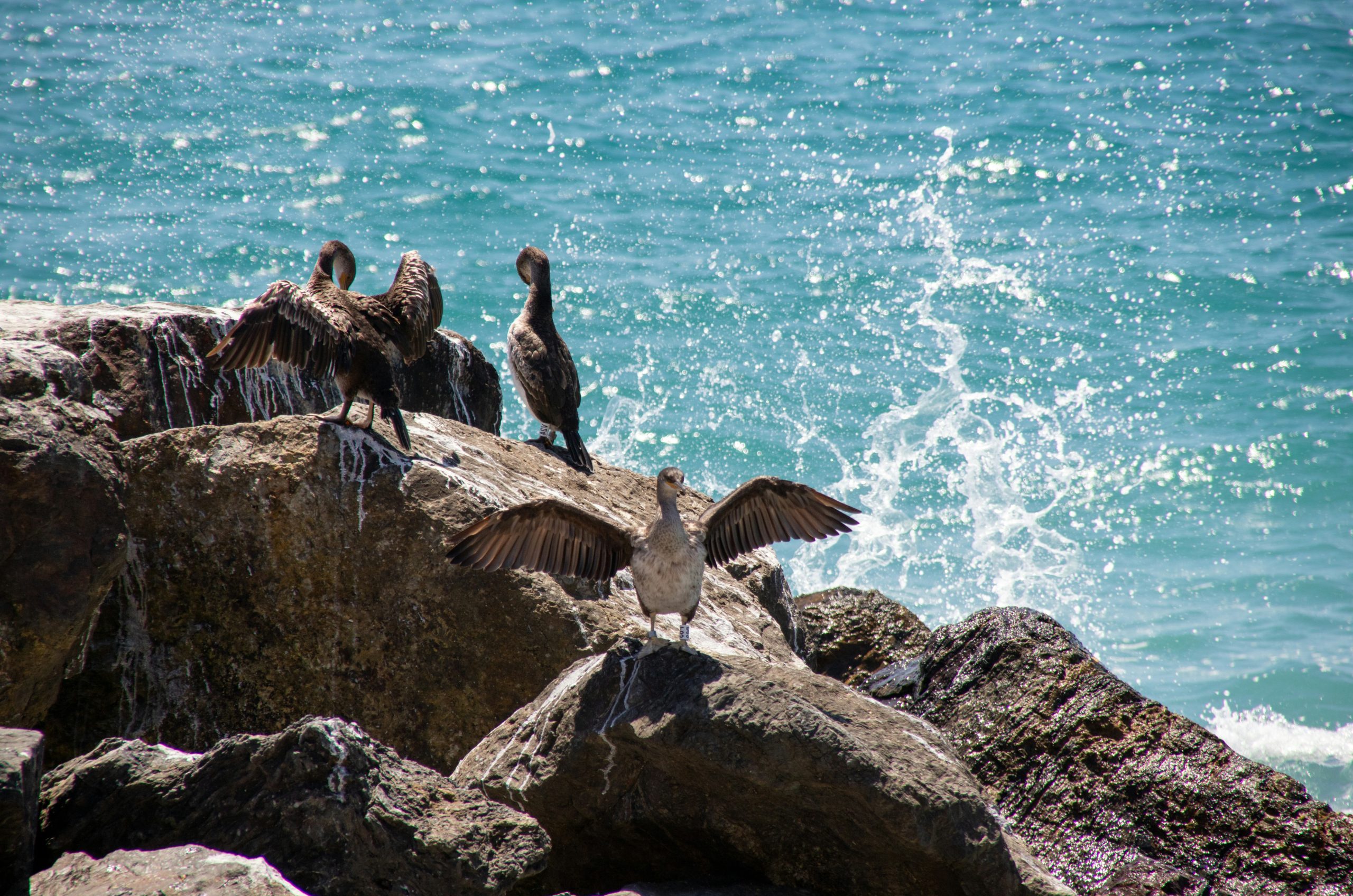 Goldenrod Three Cormorants