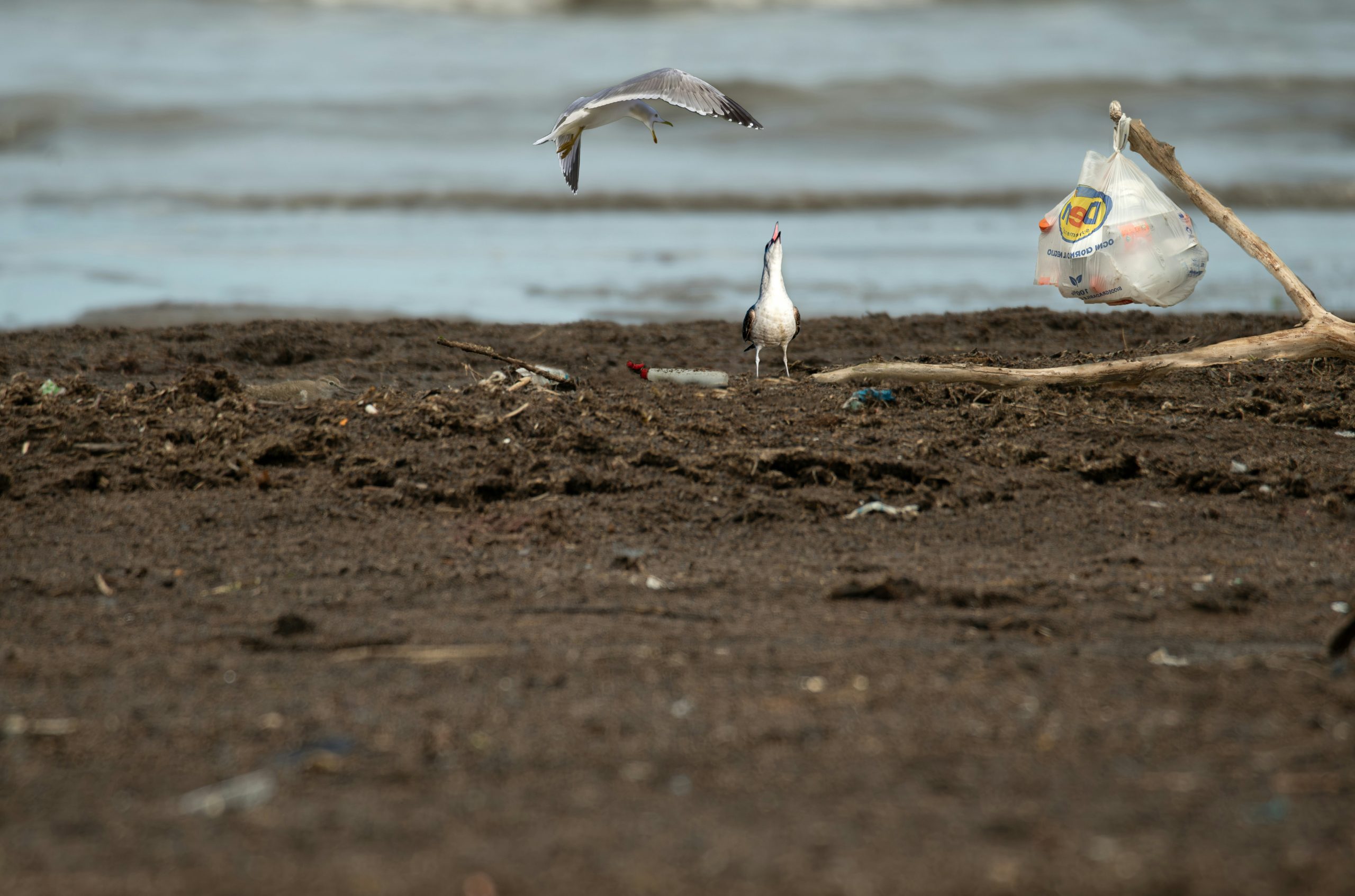 Goldenrod Two Seagulls