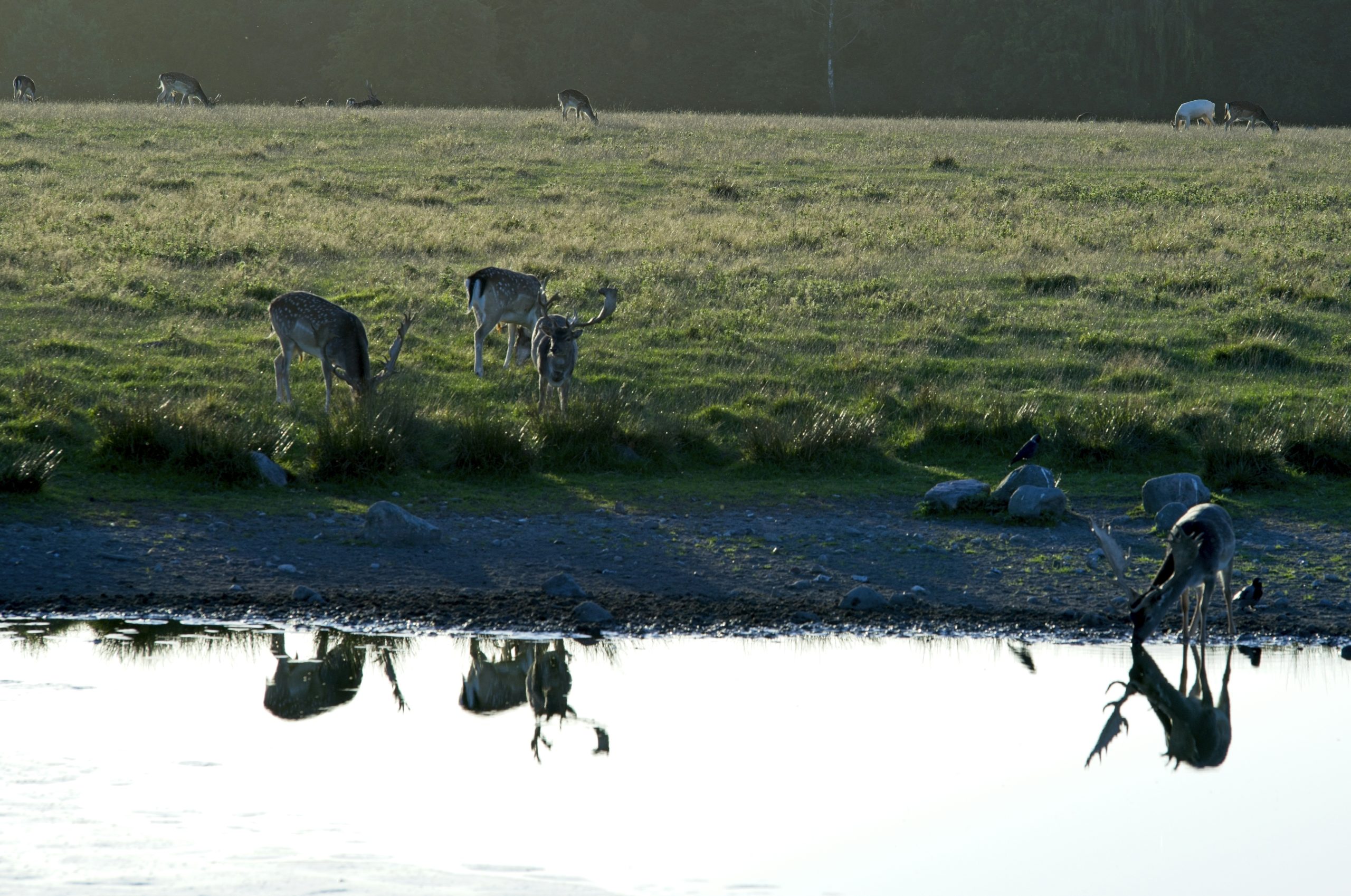Ivory Group Of Fallow