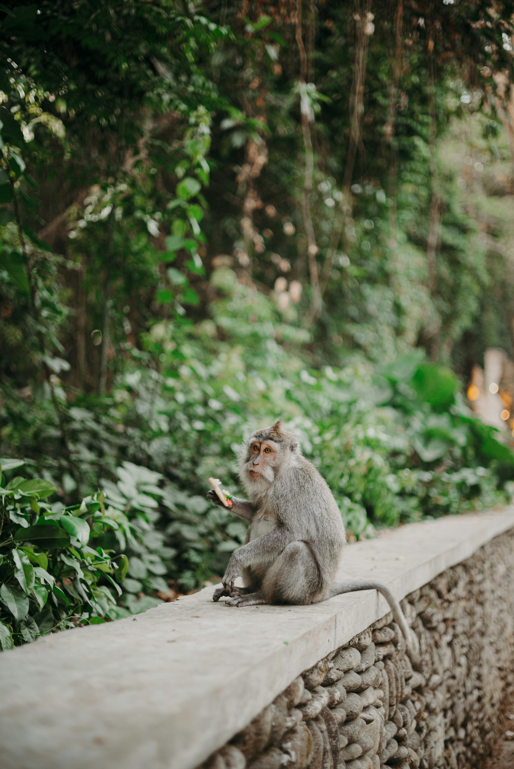 Ivory Long-Tailed Macaque Eating A