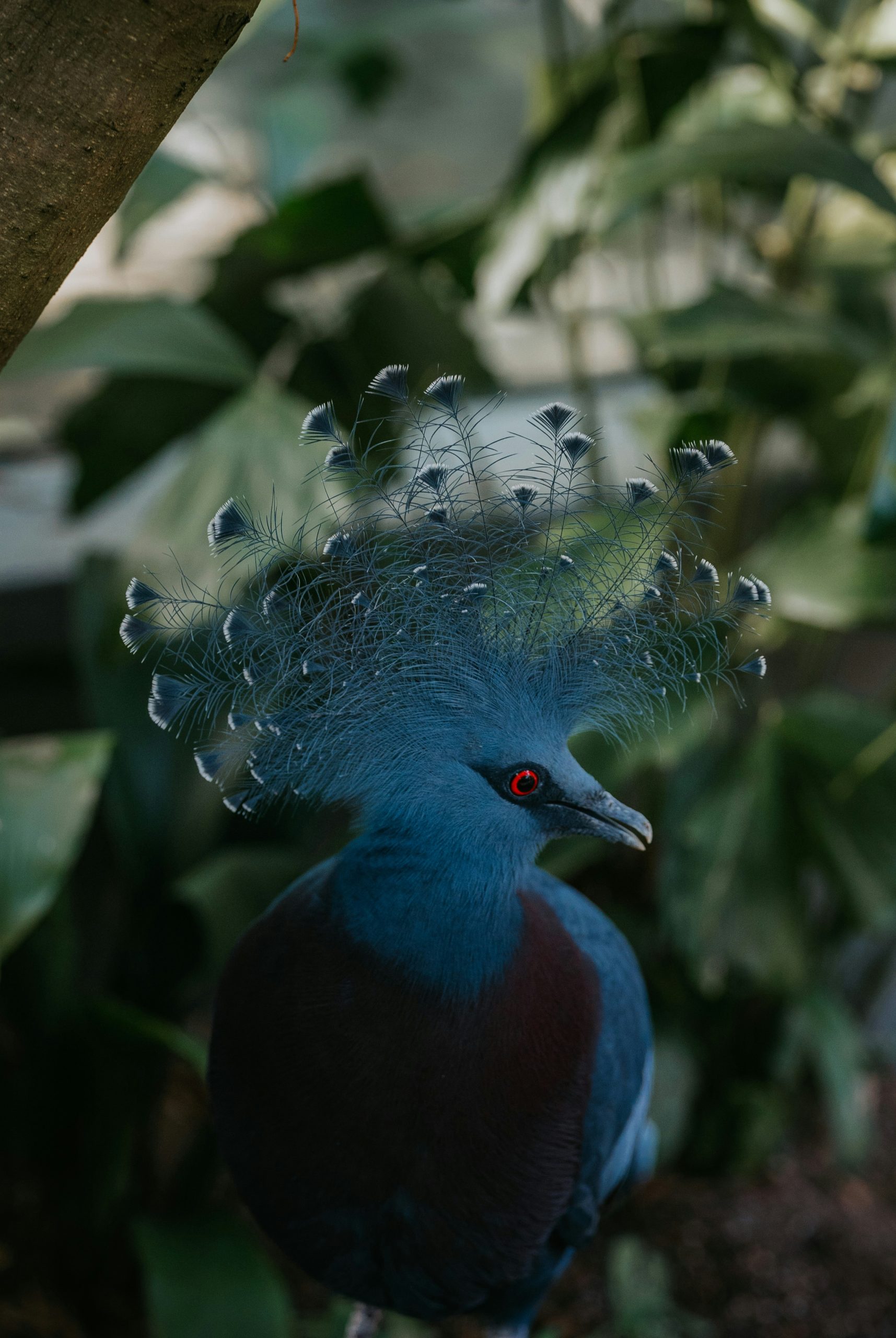 Ivory Western Crowned Pigeon