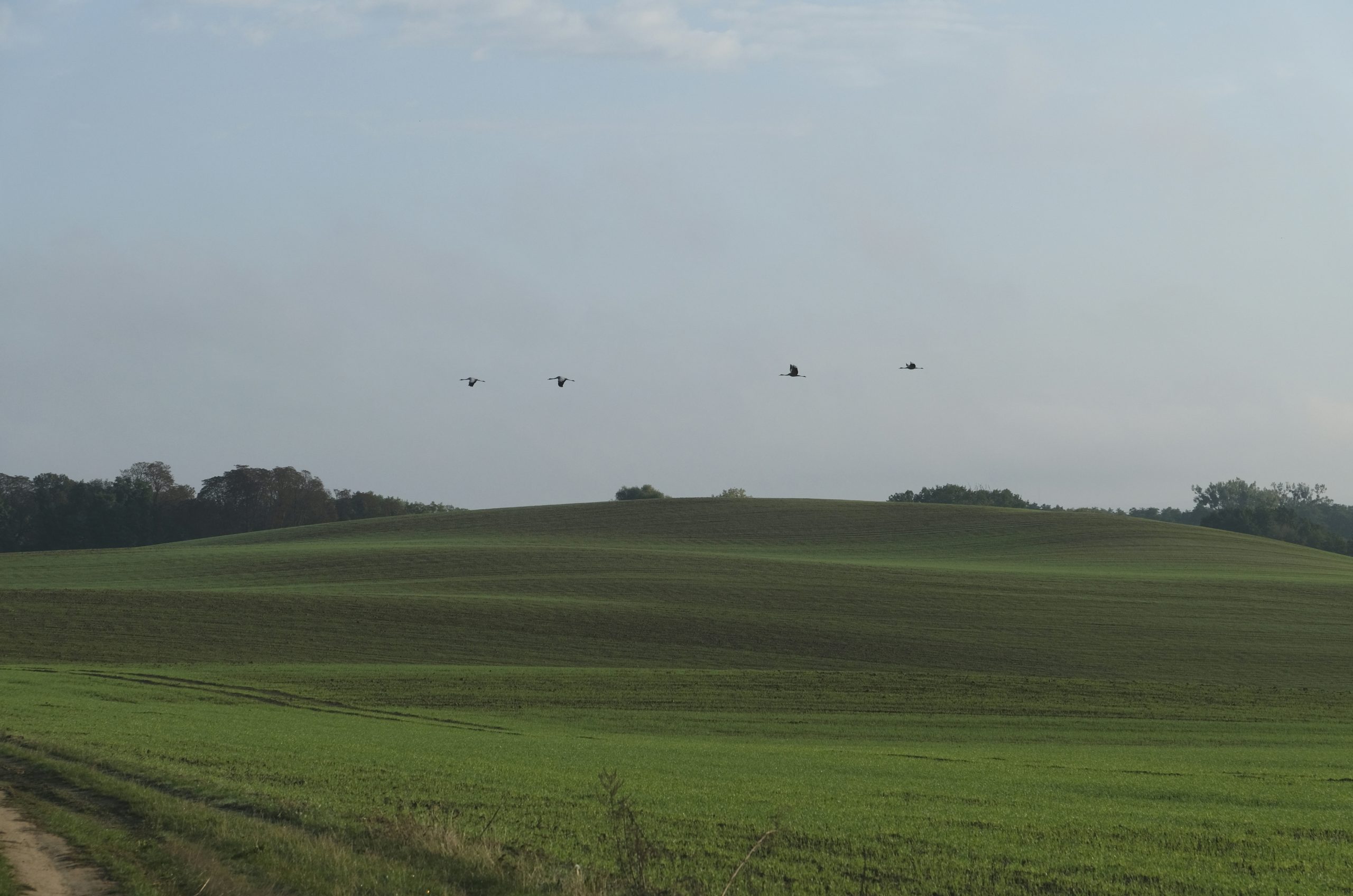 Jade Four Birds Flying