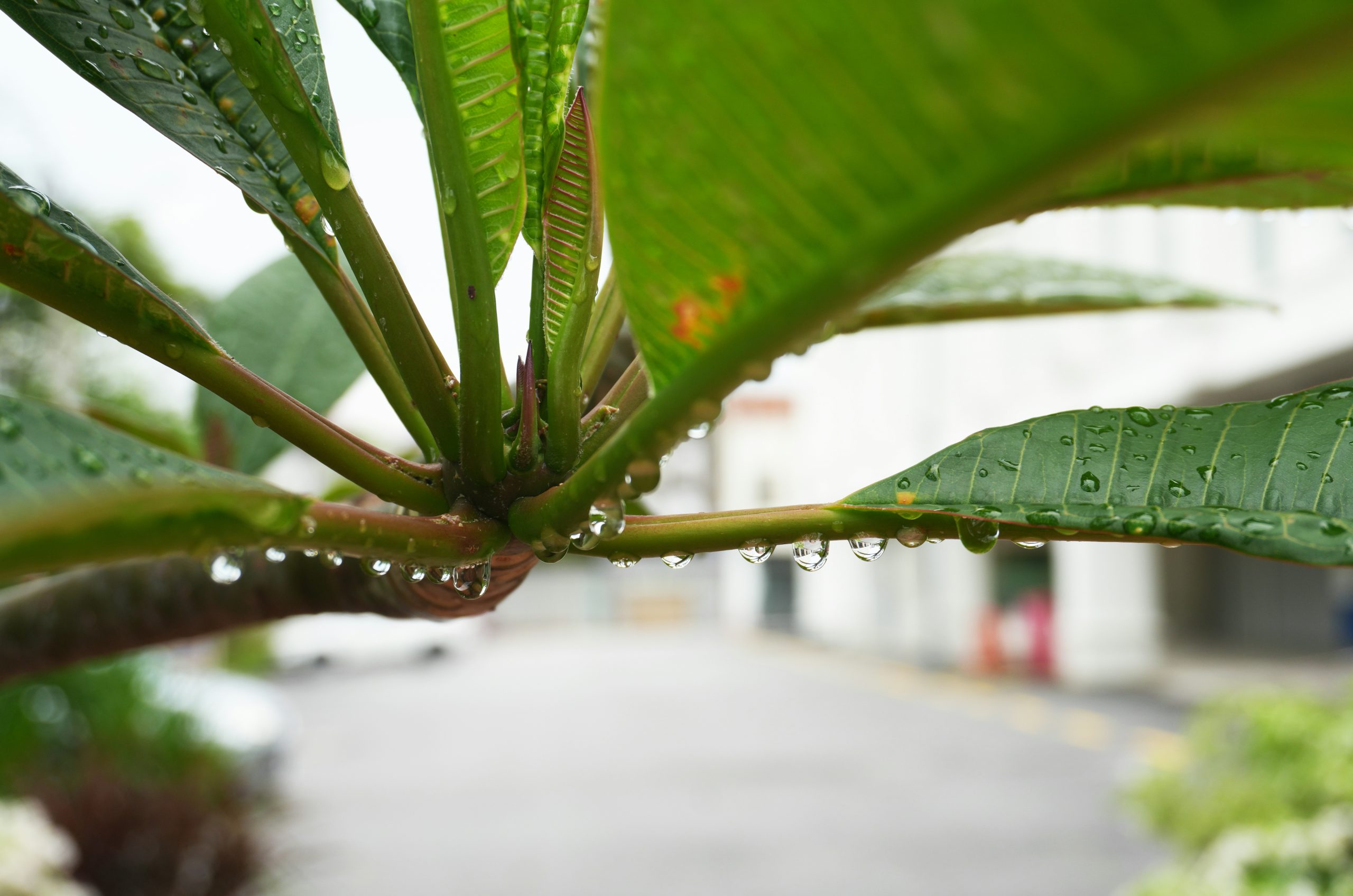 Jade Raindrops Hanging