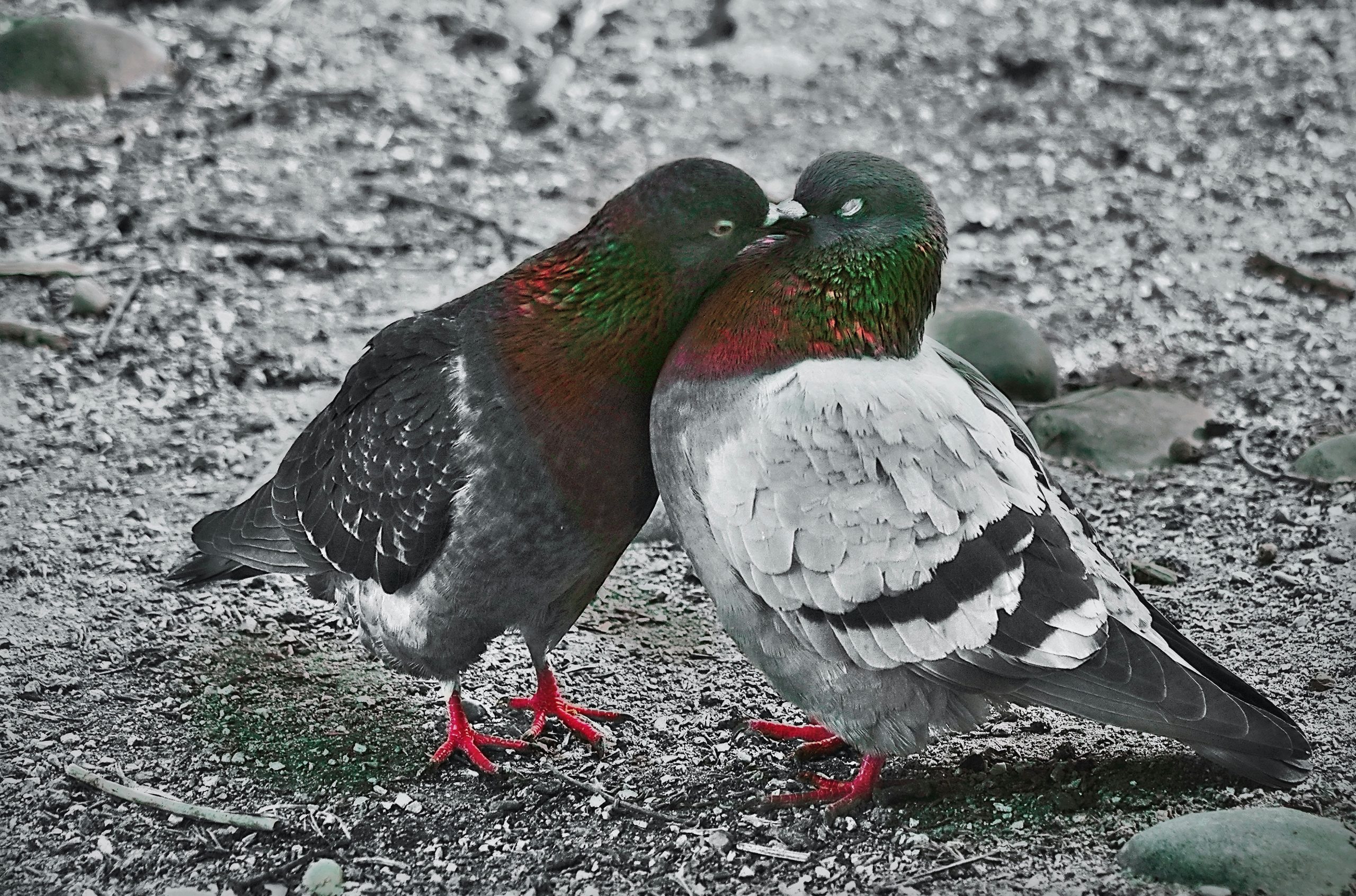 Jade Two Pigeons