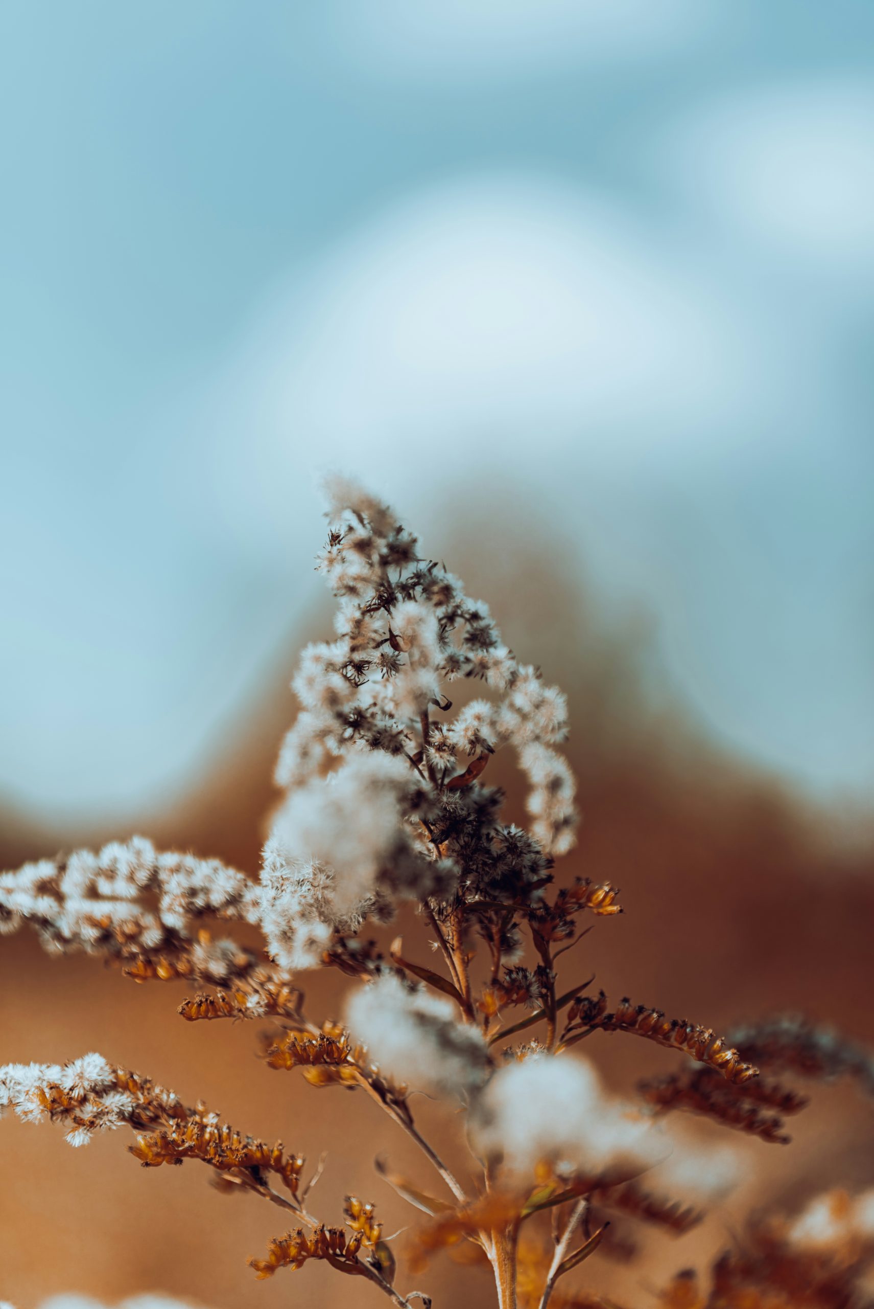 Majestic Fluffy White Seed Head