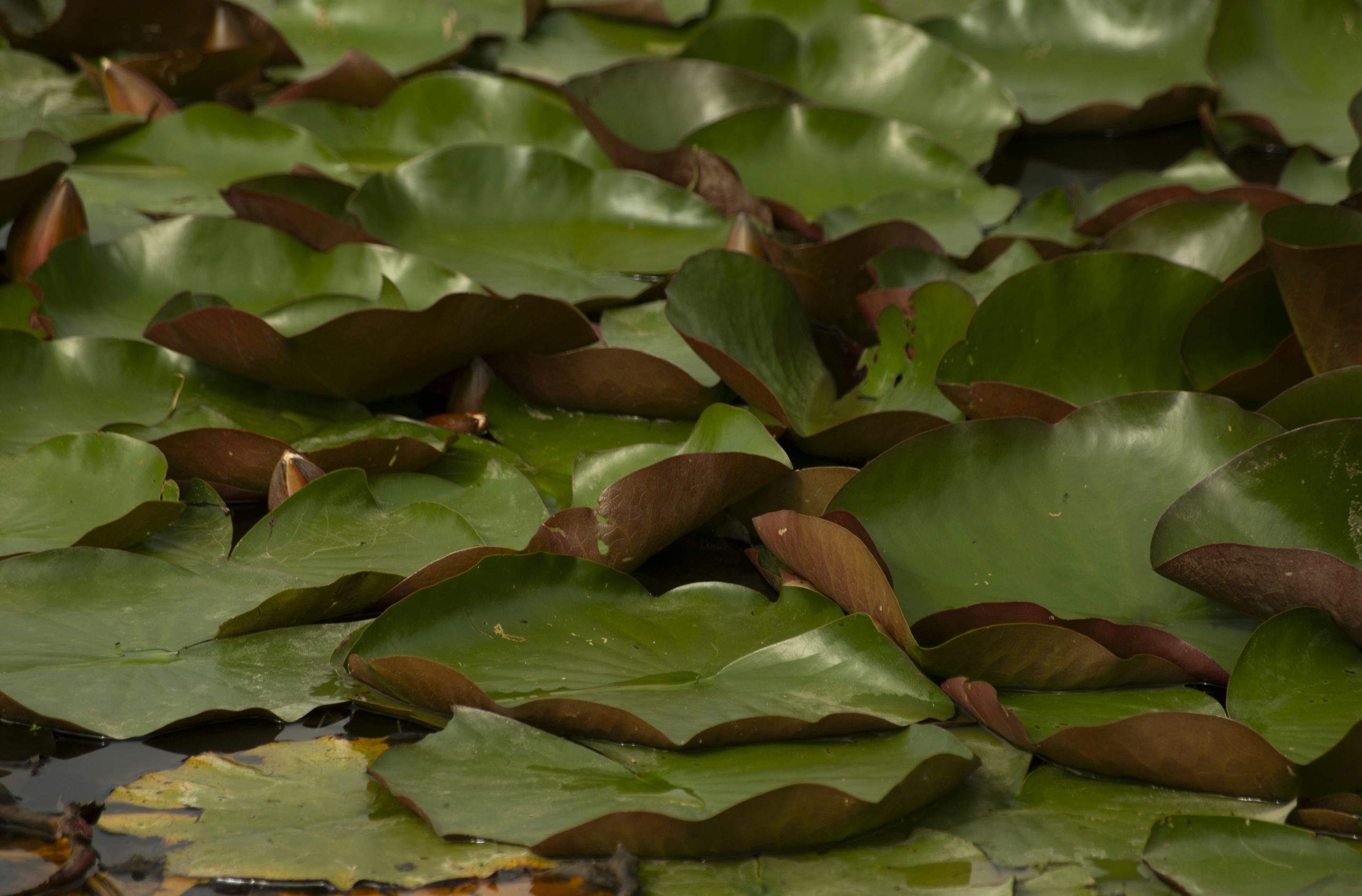 Majestic Green Lily Pads Floating