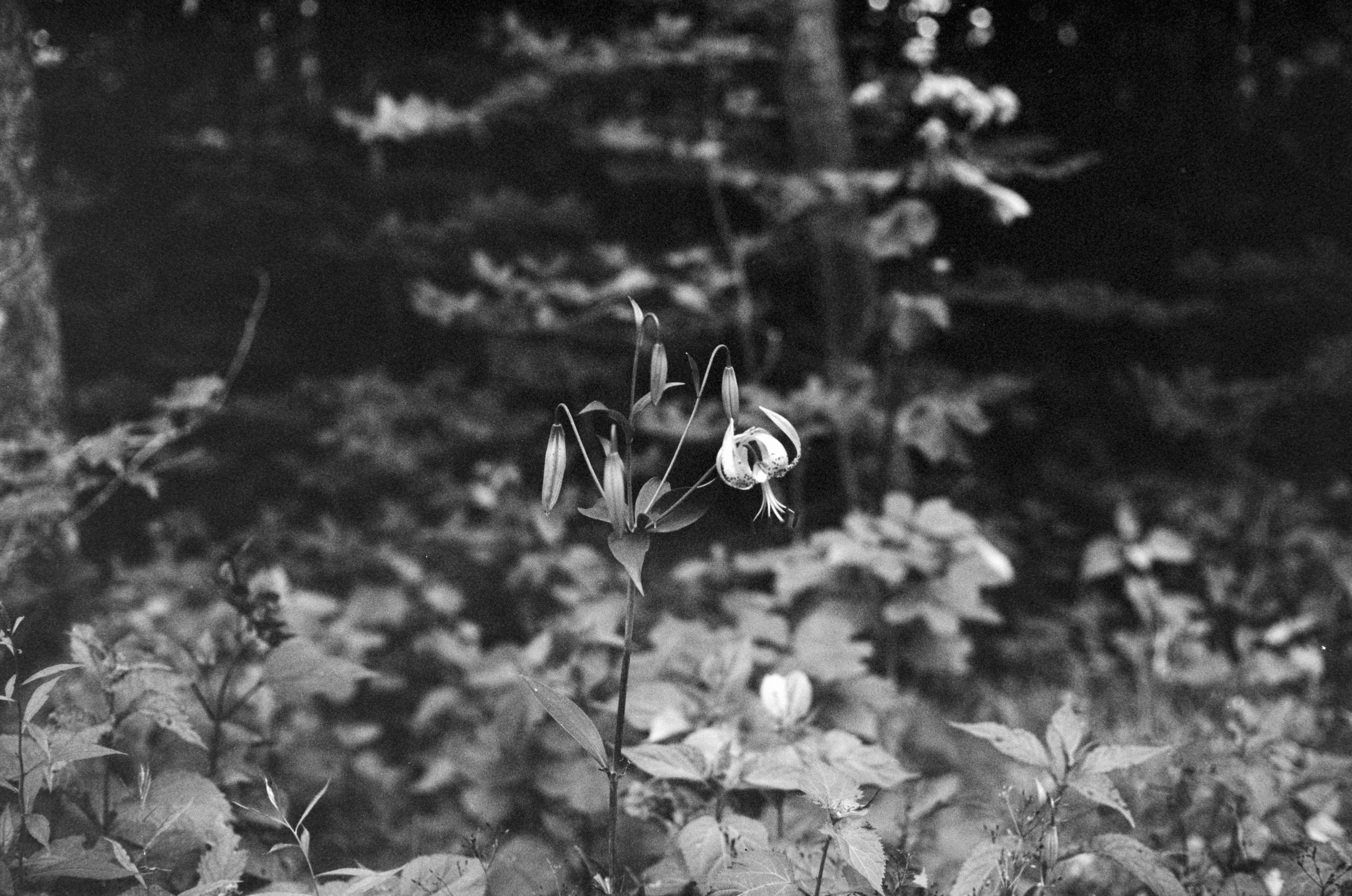 Majestic Single Turk'S Cap Lily