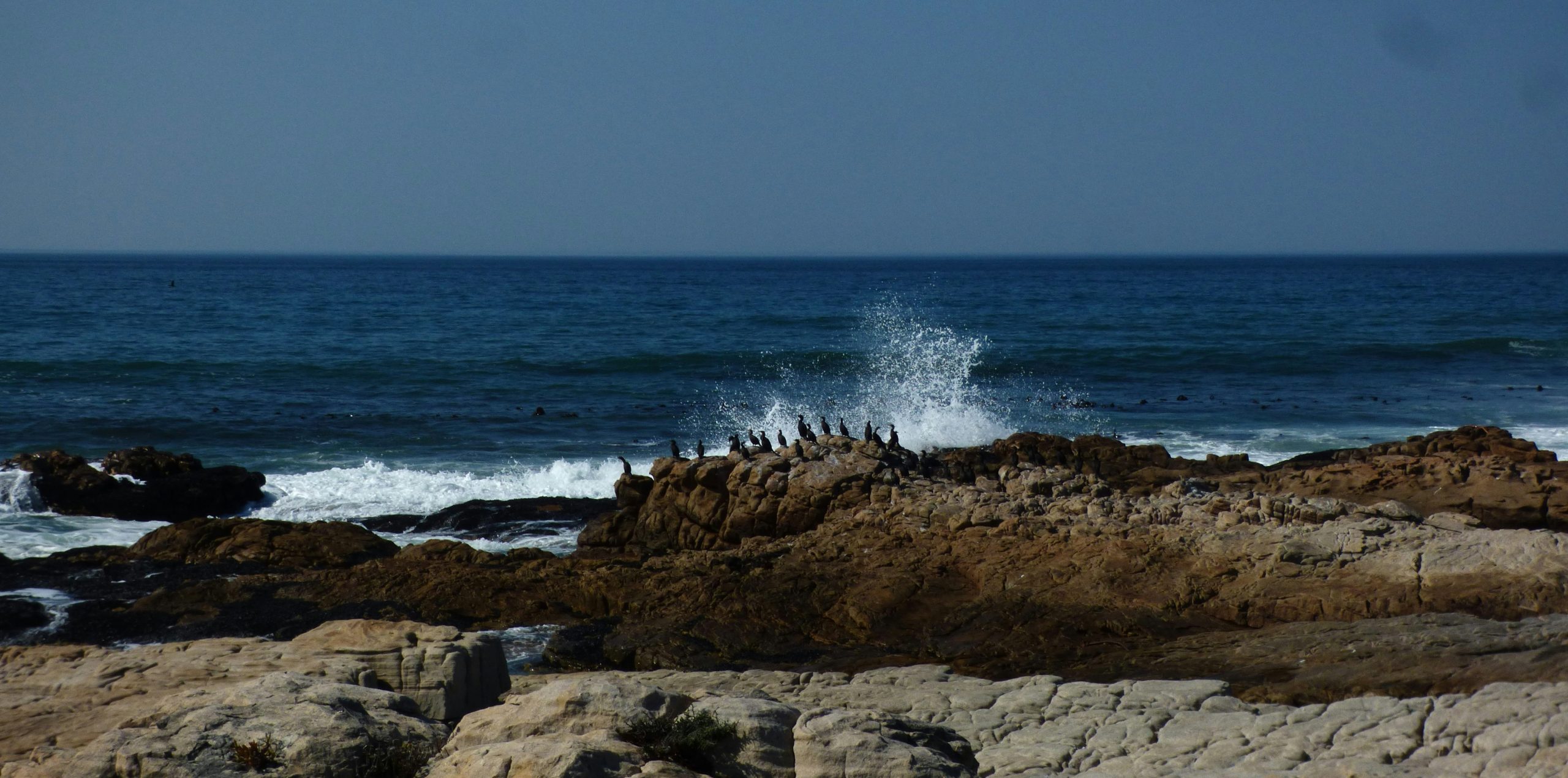 Mystic Group Of Cormorants