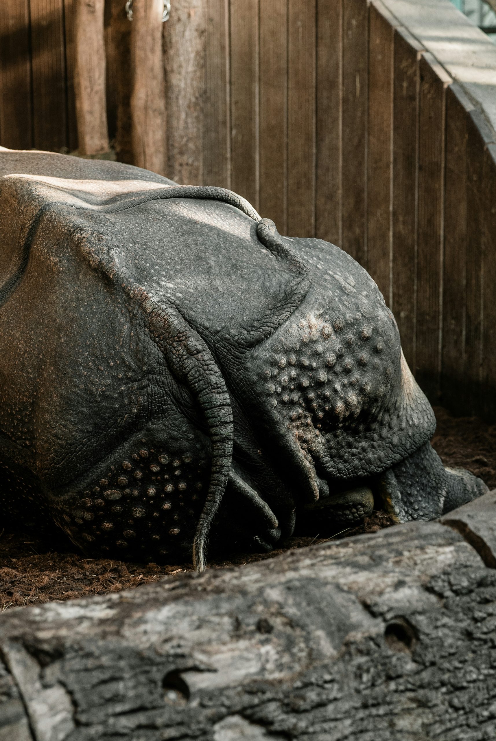 Mystic Rhinoceros With Thick