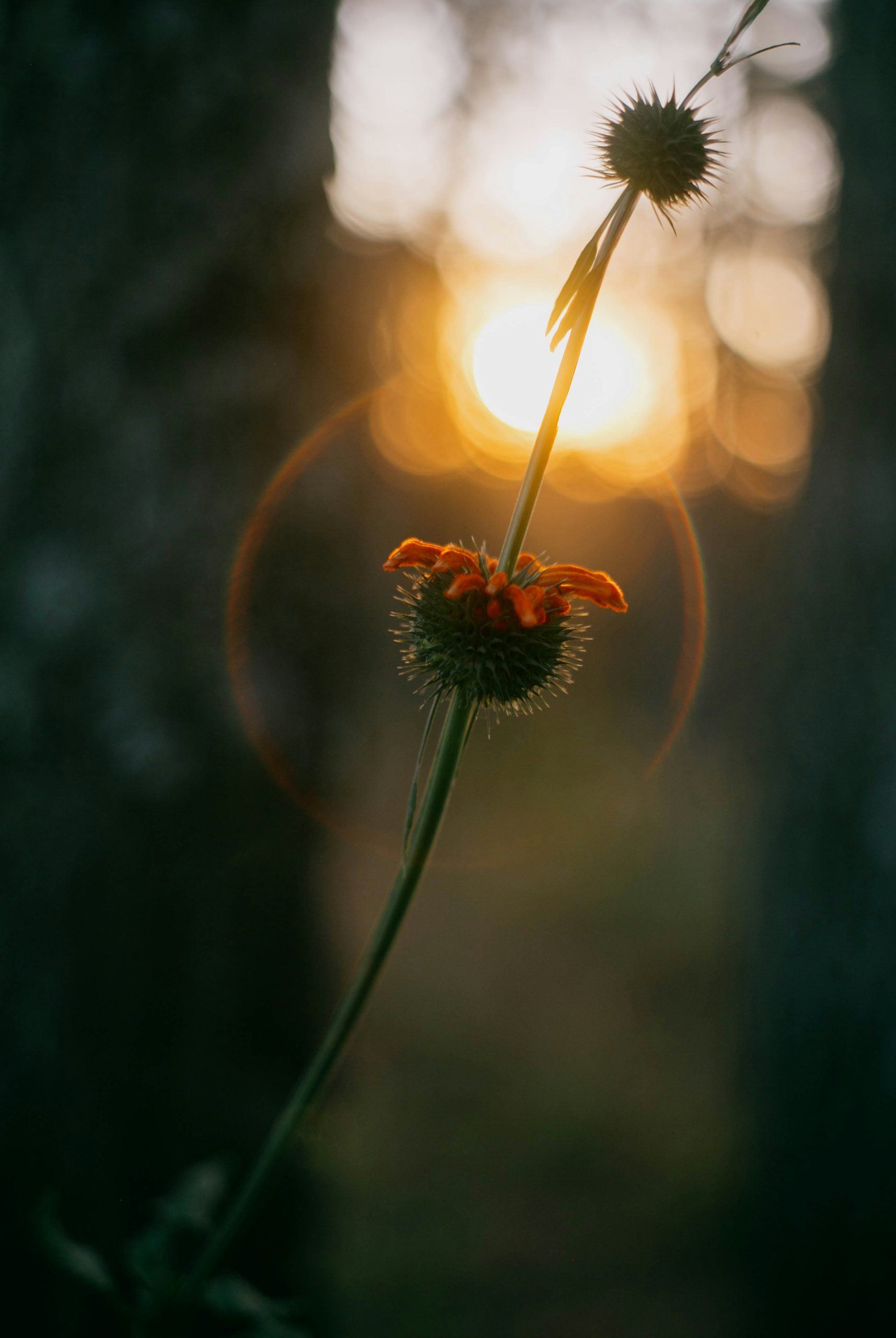 Mystic Spiky Orange Flower Backlit
