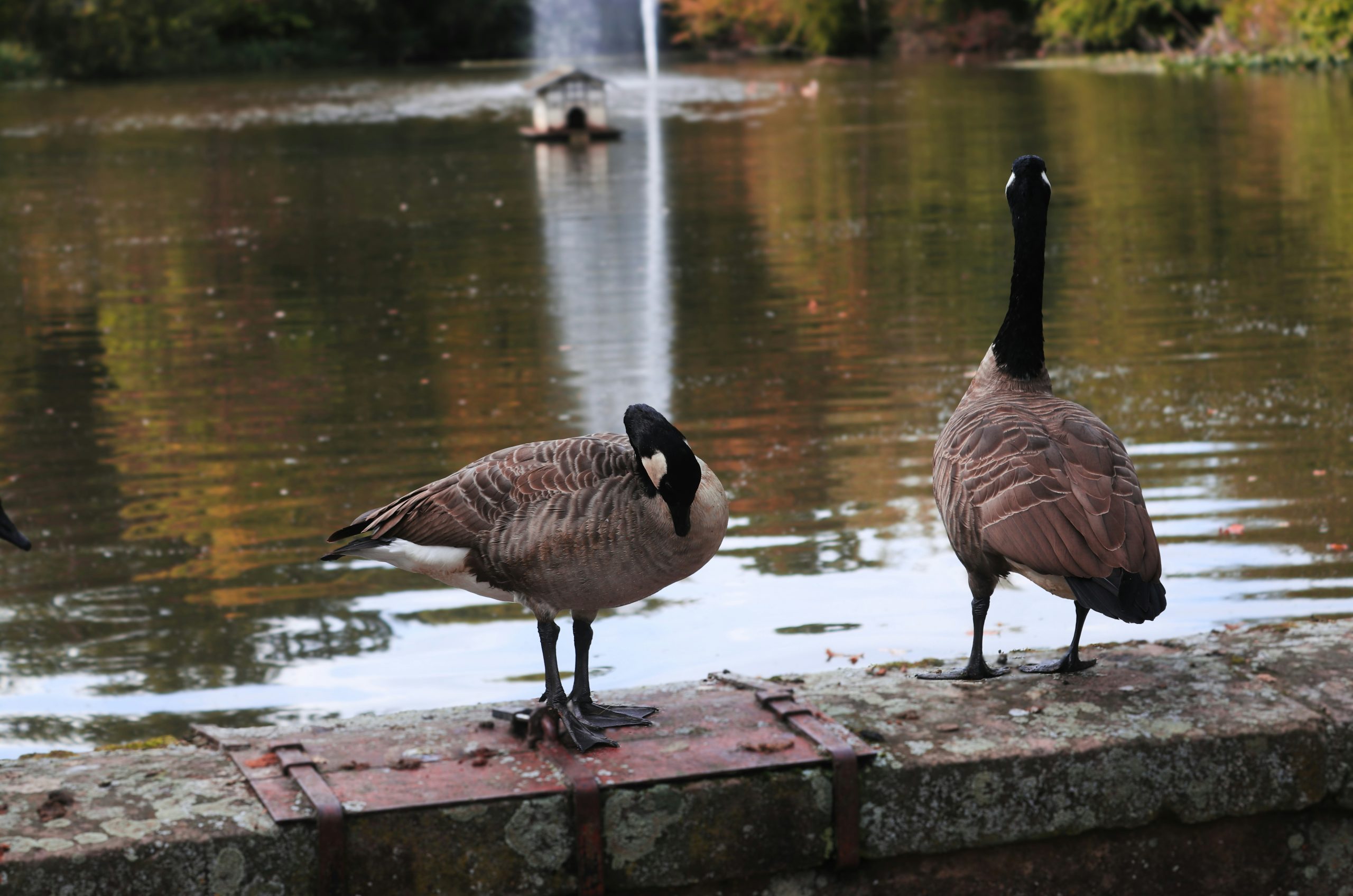 Mystic Two Canada Geese