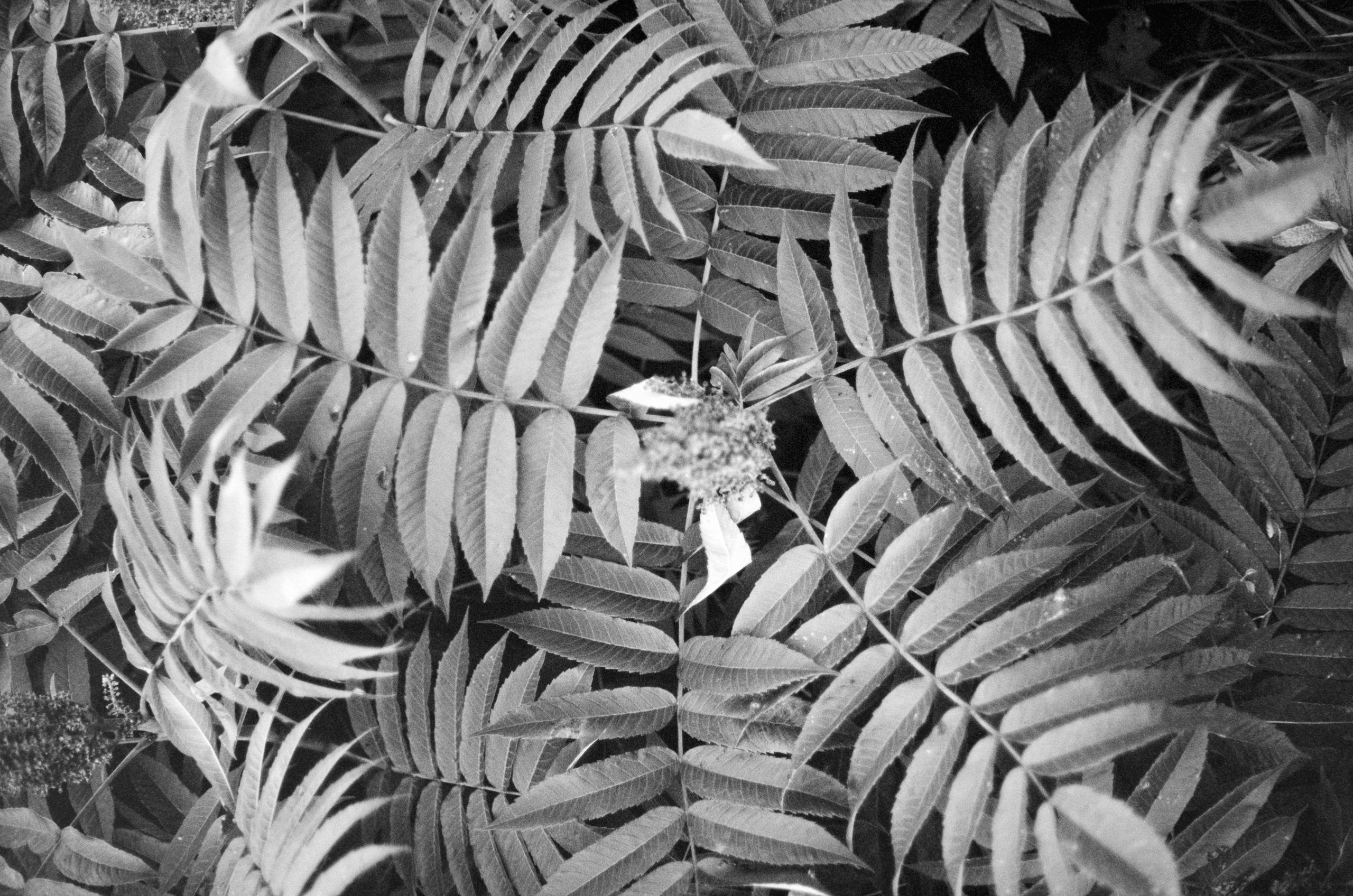 Opaline Close-Up Of Pinnate