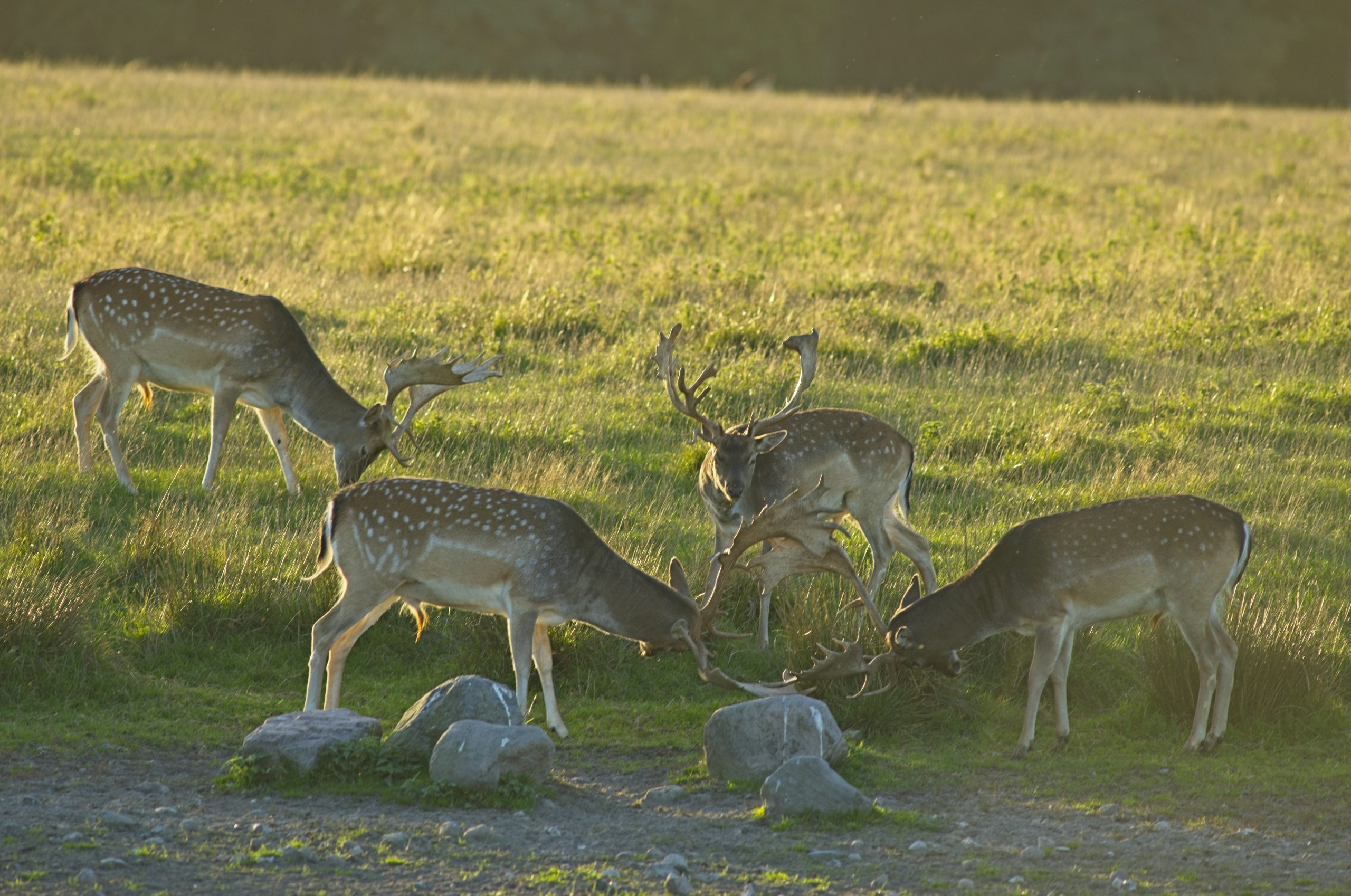 Opaline Four Fallow Deer Grazing