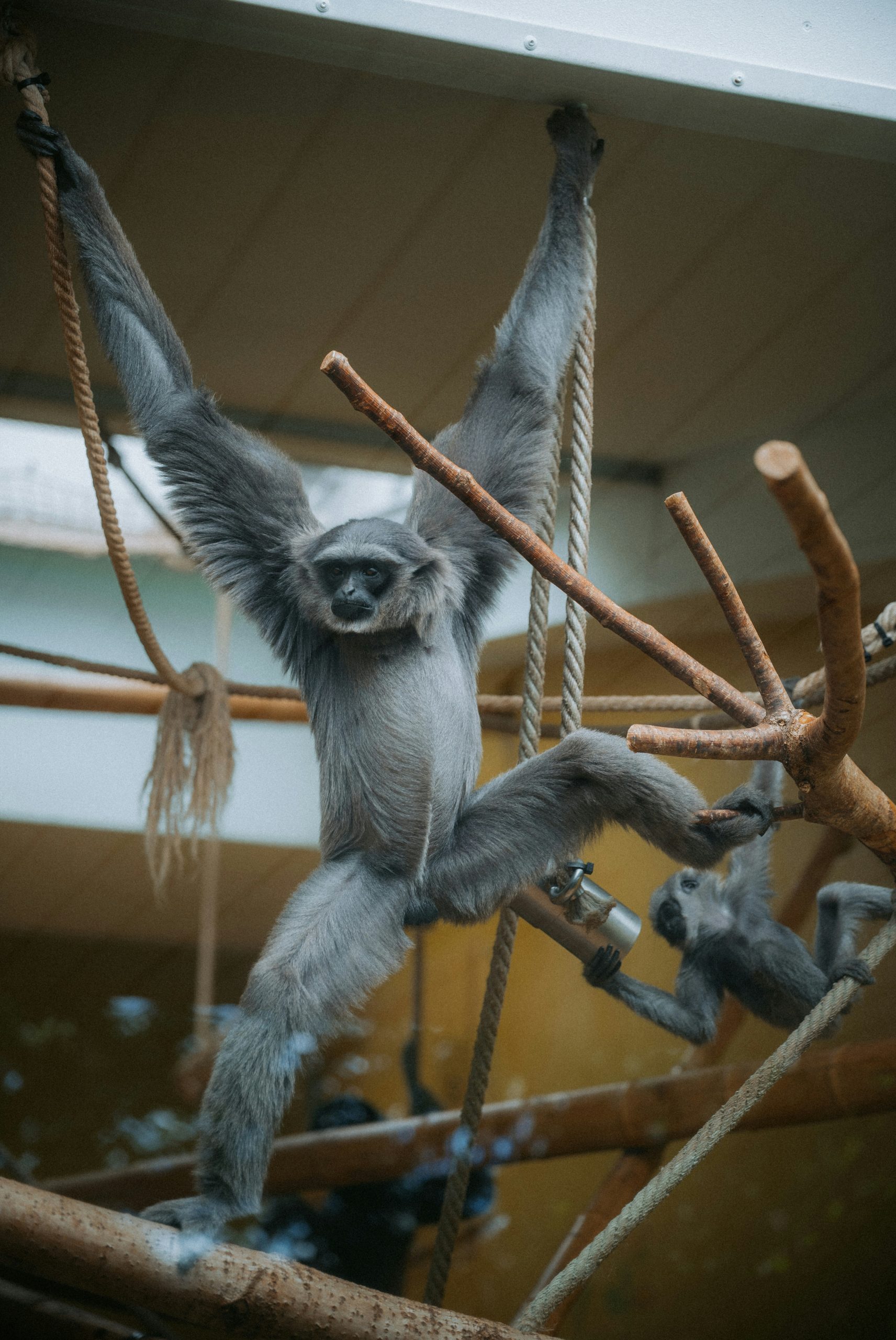 Opaline Grey Gibbon Hanging