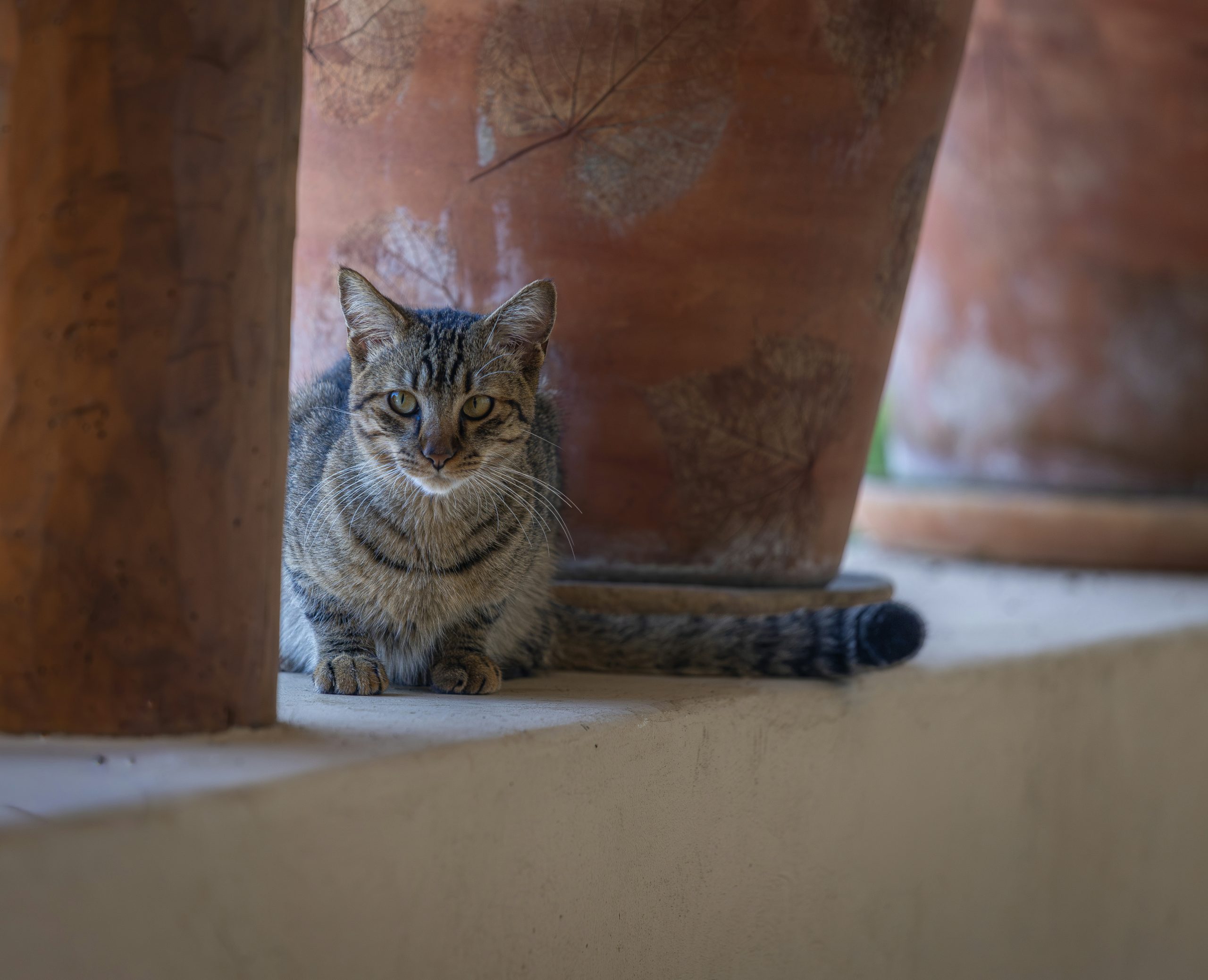 Opaline Tabby Cat Resting