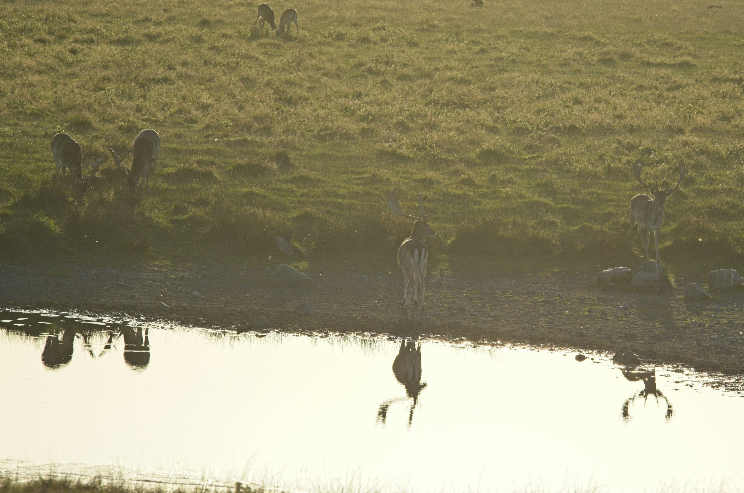 Prismatic Fallow Deer