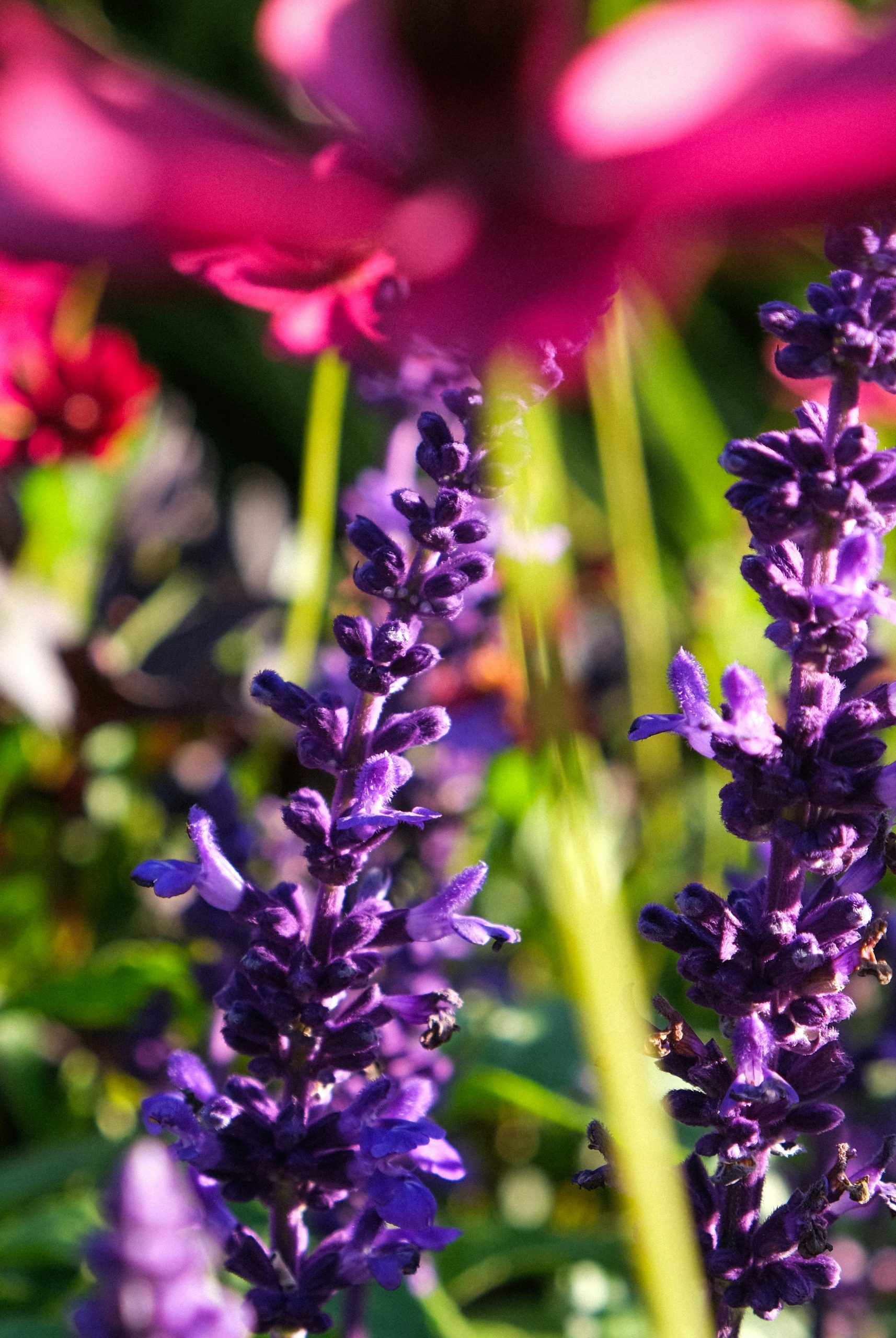 Prismatic Purple Salvia Flowers